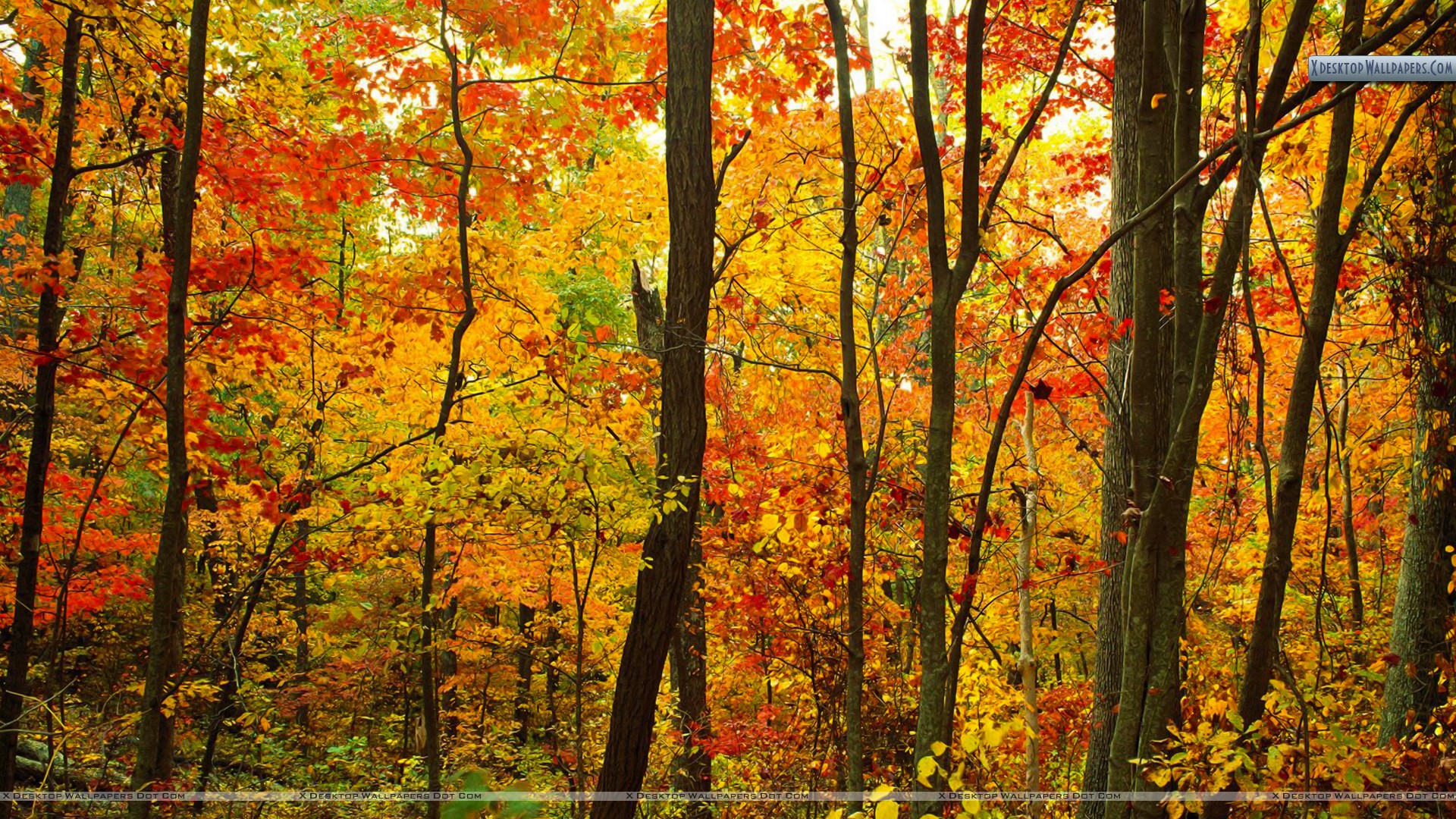 Appalachian Mountains Wallpapers