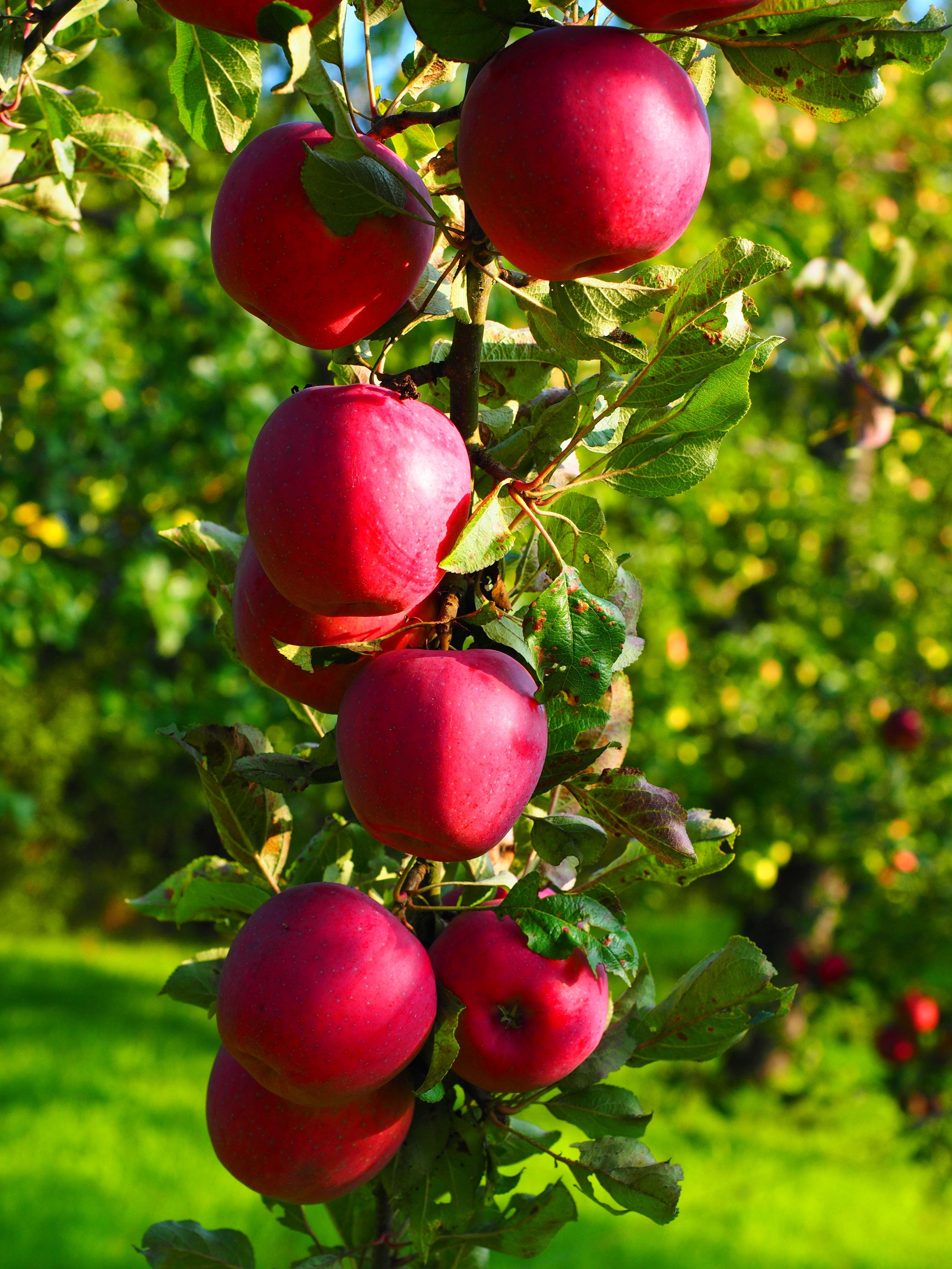 Apple Leaf Logo Wallpapers