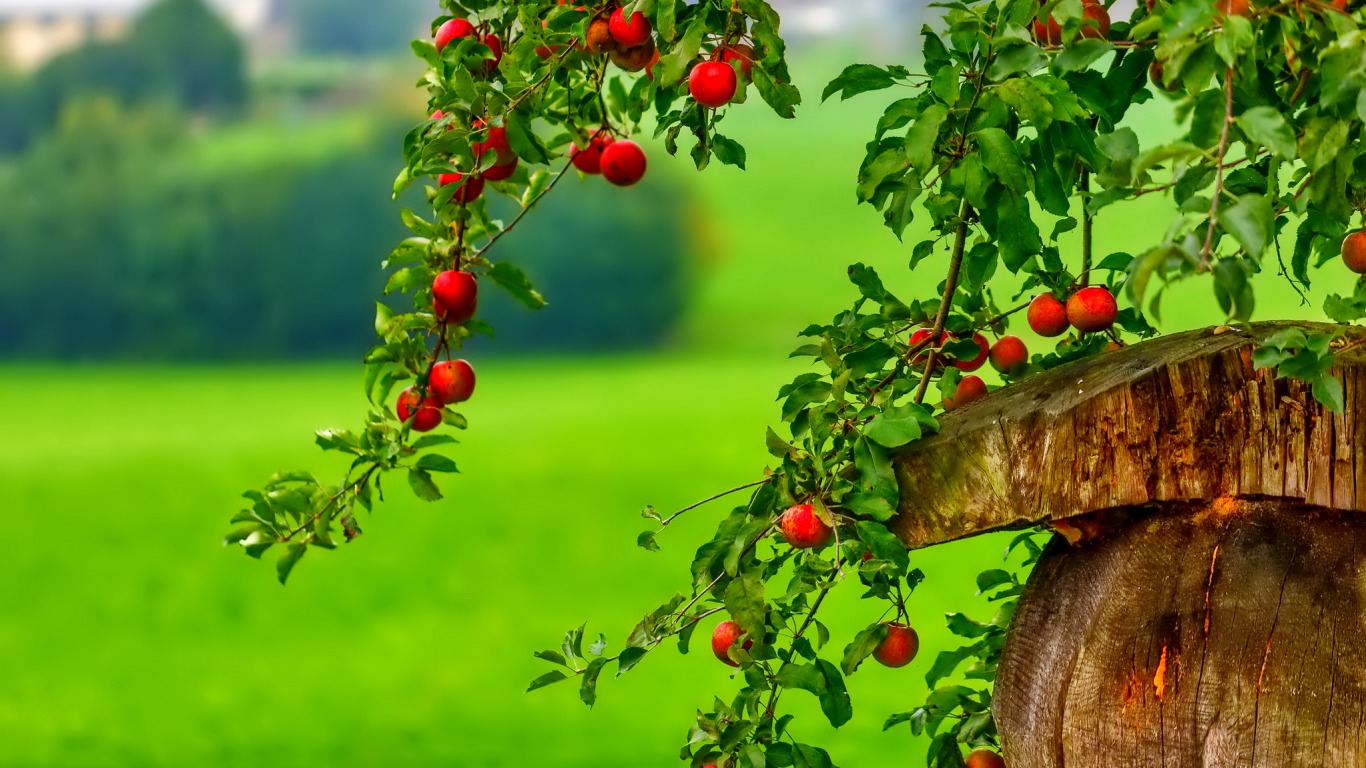 Apple Leaf Logo Wallpapers