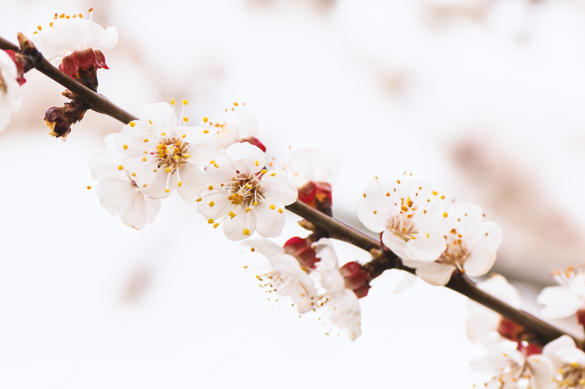 Apricot Tree Wallpapers