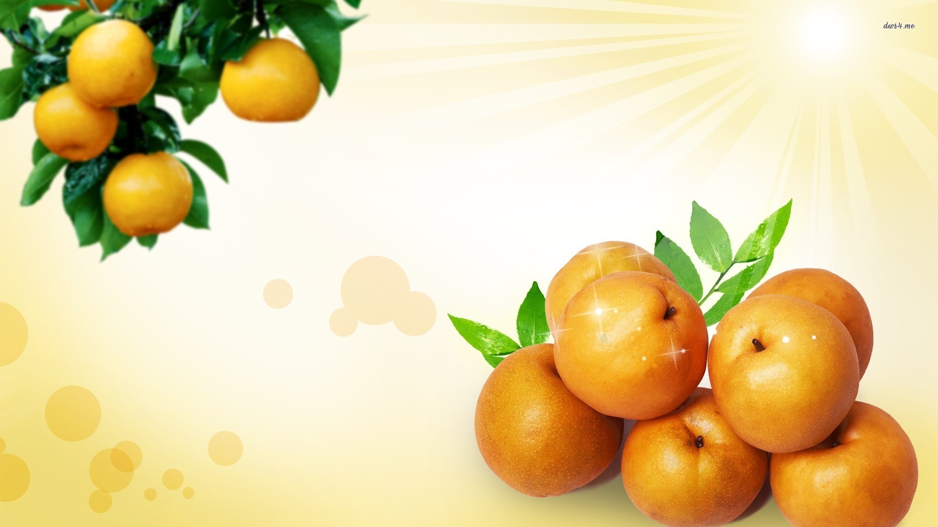 Apricot Wallpapers