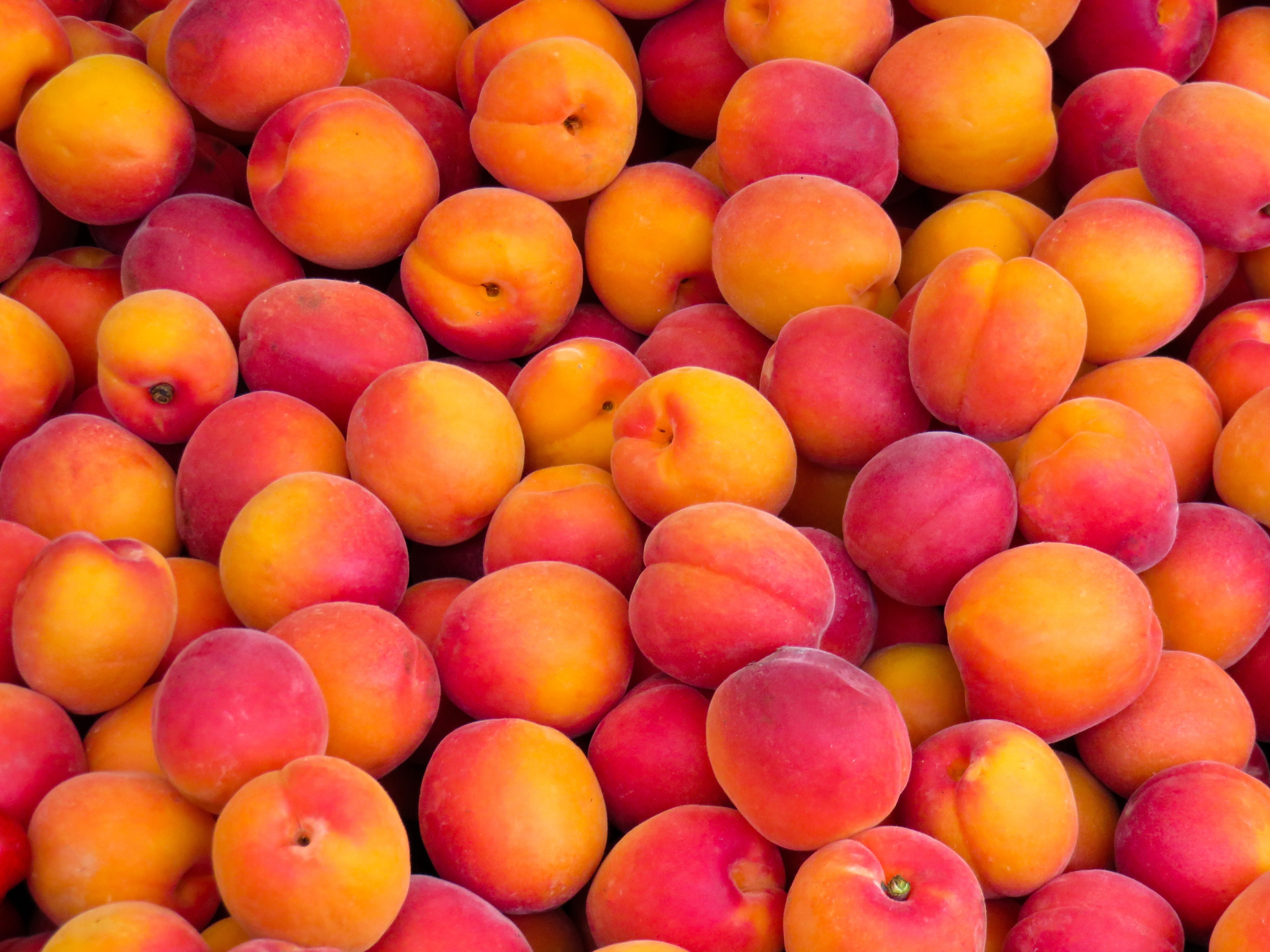 Apricot Wallpapers