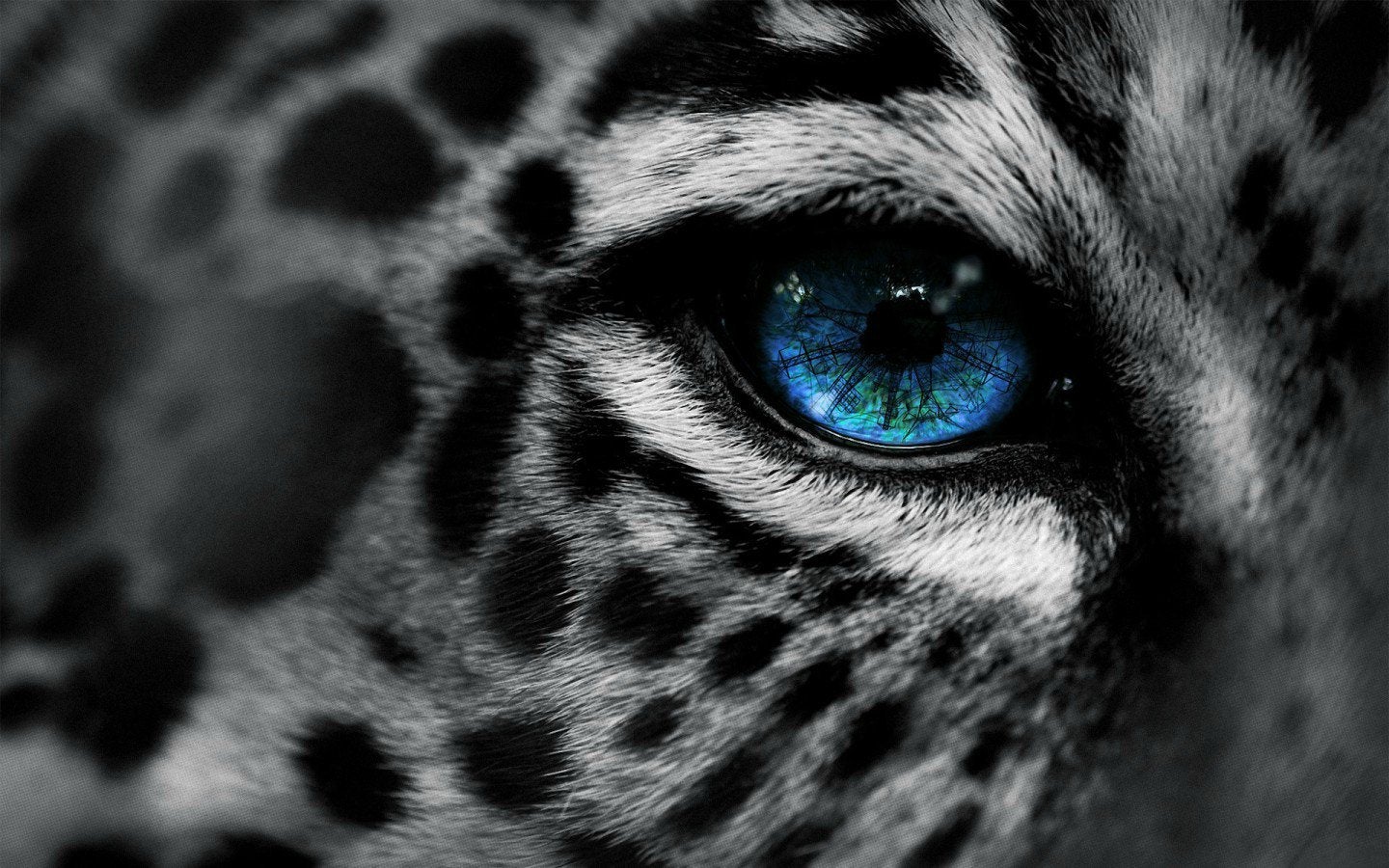 Aqua Snow Leopard Wallpapers