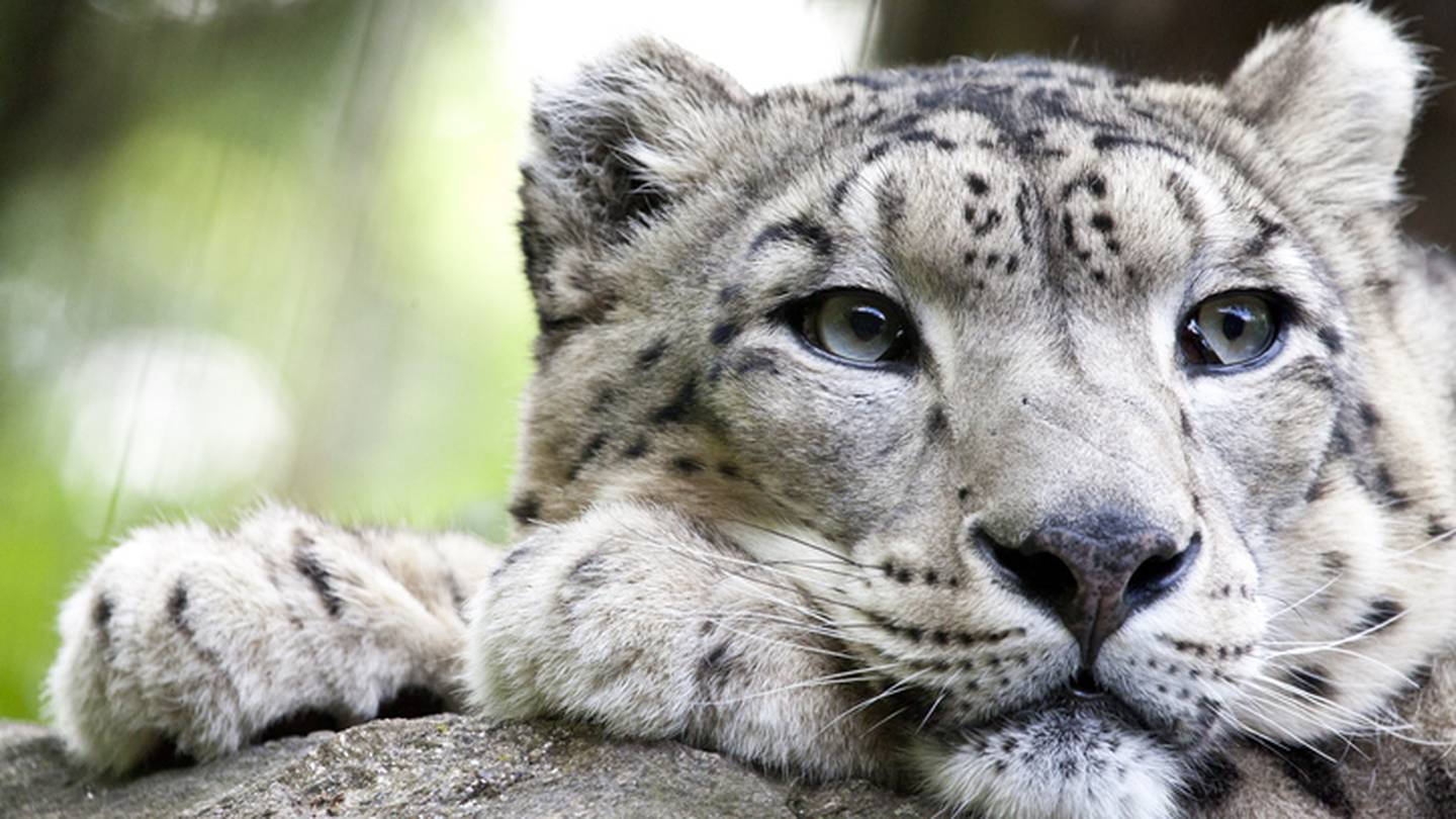 Aqua Snow Leopard Wallpapers