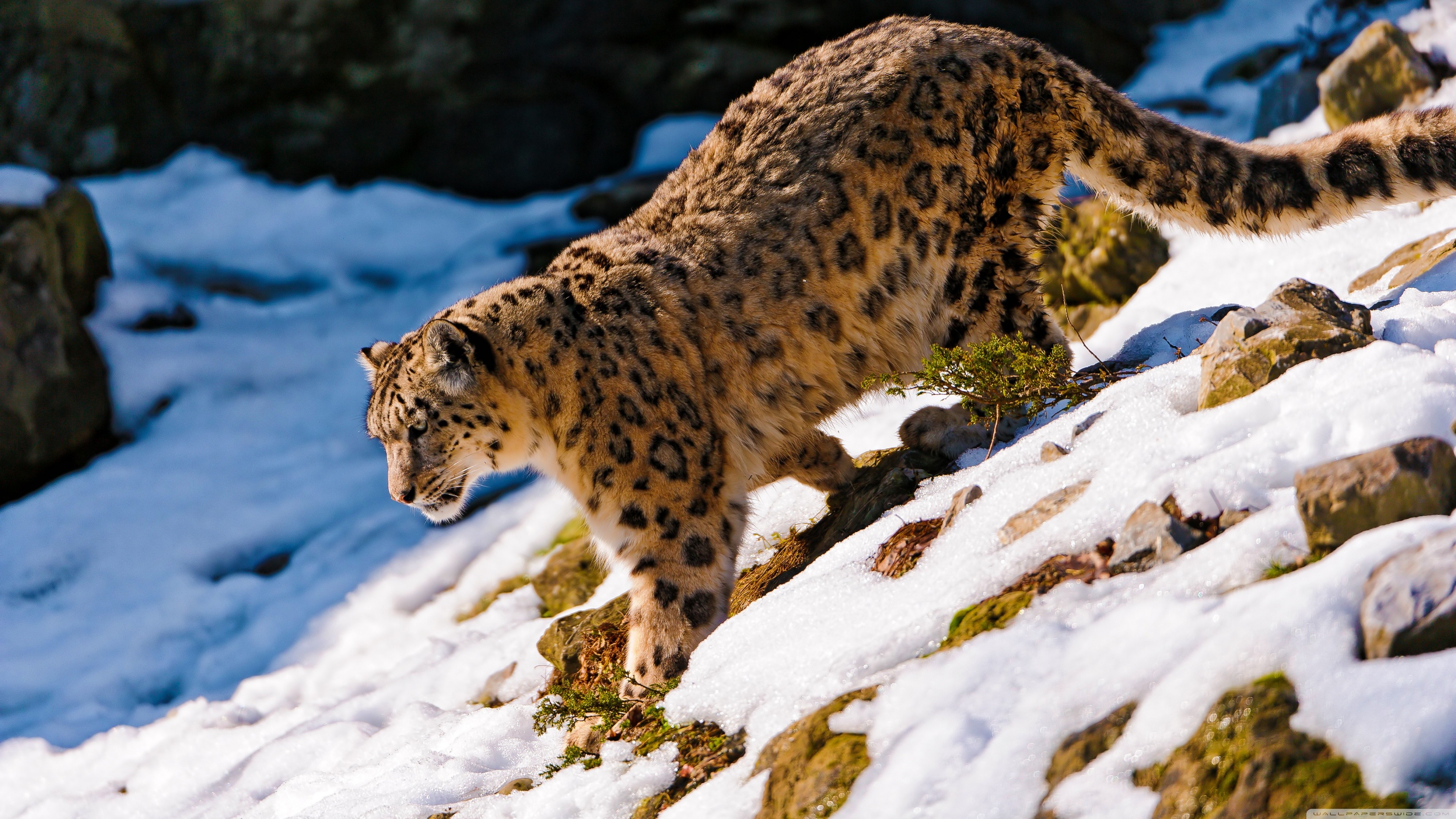 Aqua Snow Leopard Wallpapers