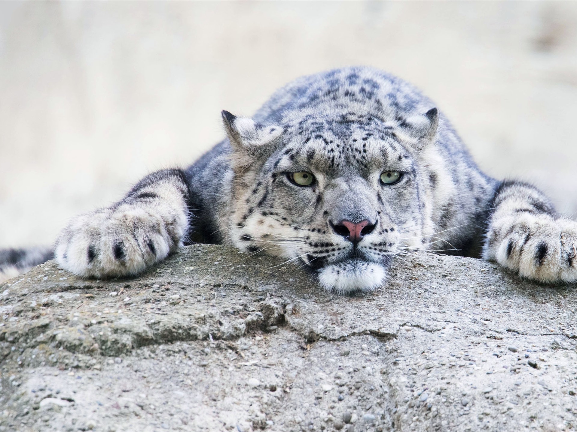 Aqua Snow Leopard Wallpapers