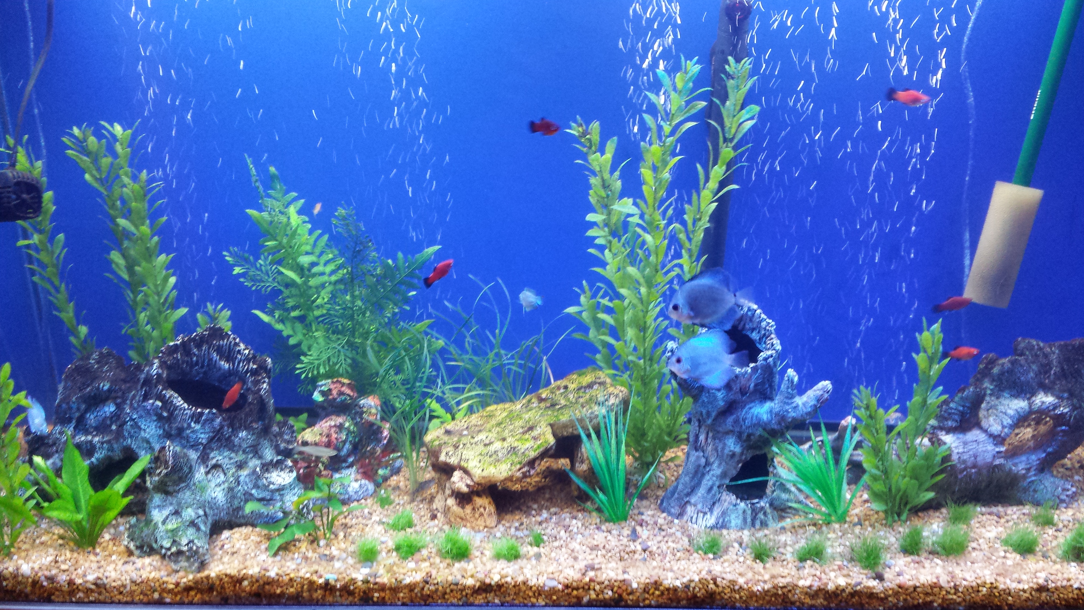 Aquarium Backgrounds