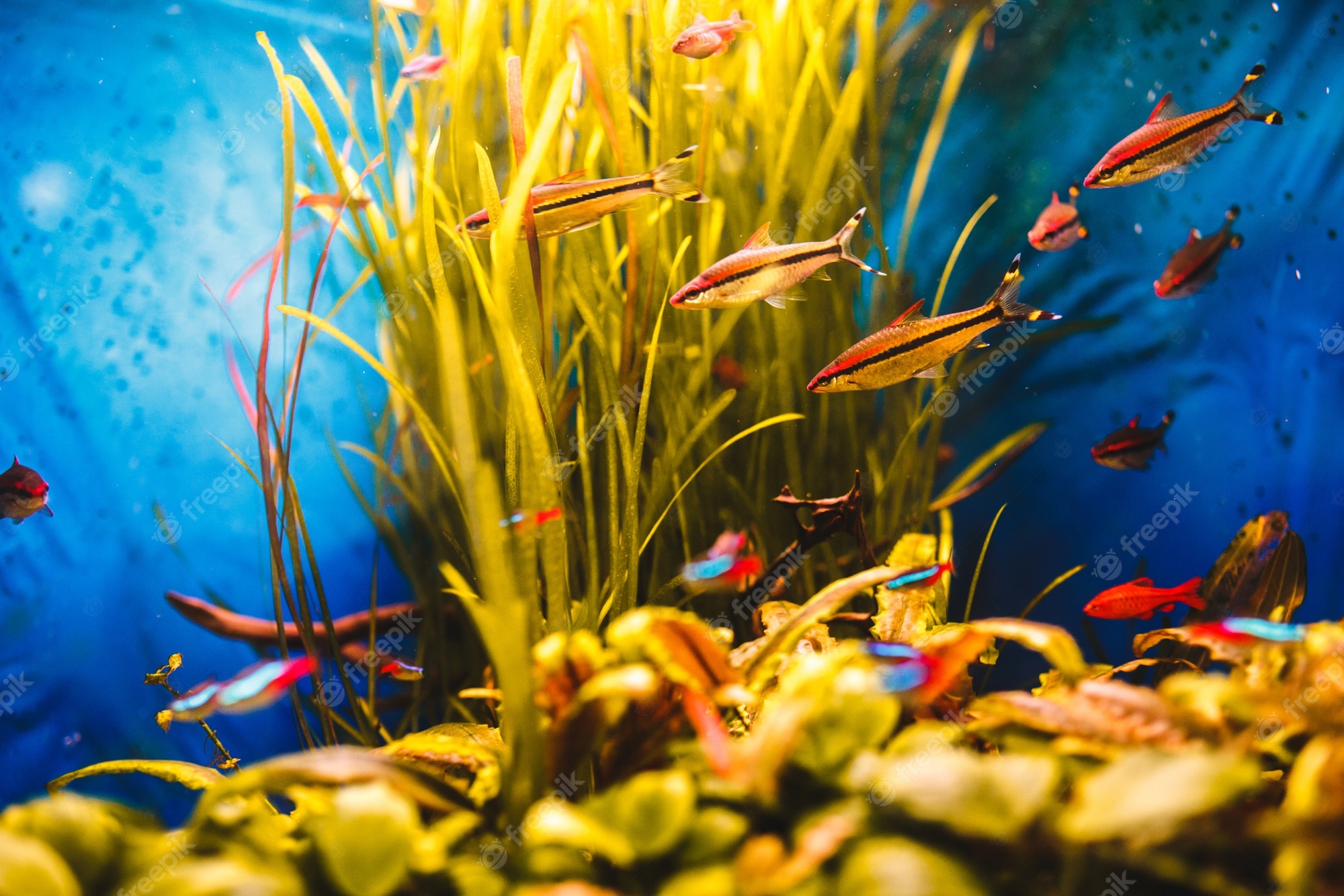 Aquarium Backgrounds