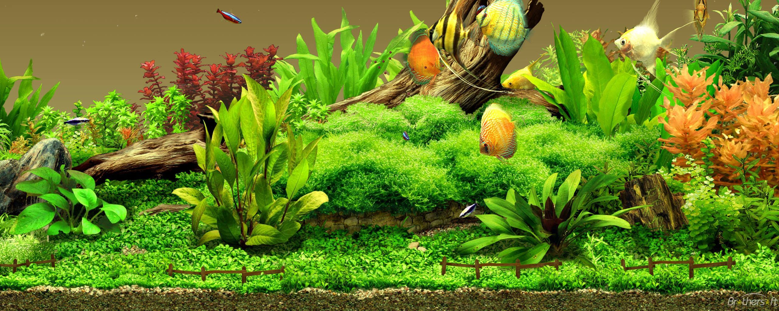 Aquarium Backgrounds