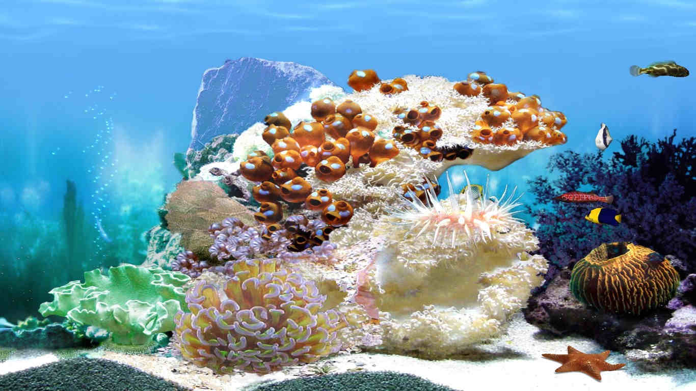 Aquarium Backgrounds For Computer