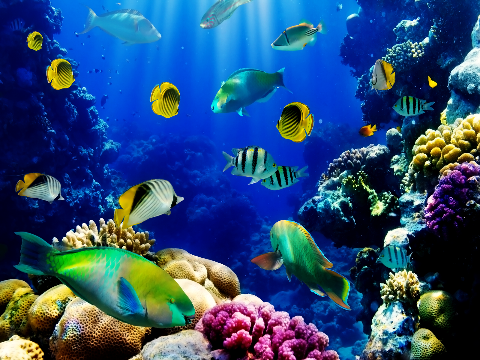 Aquarium Backgrounds For Computer