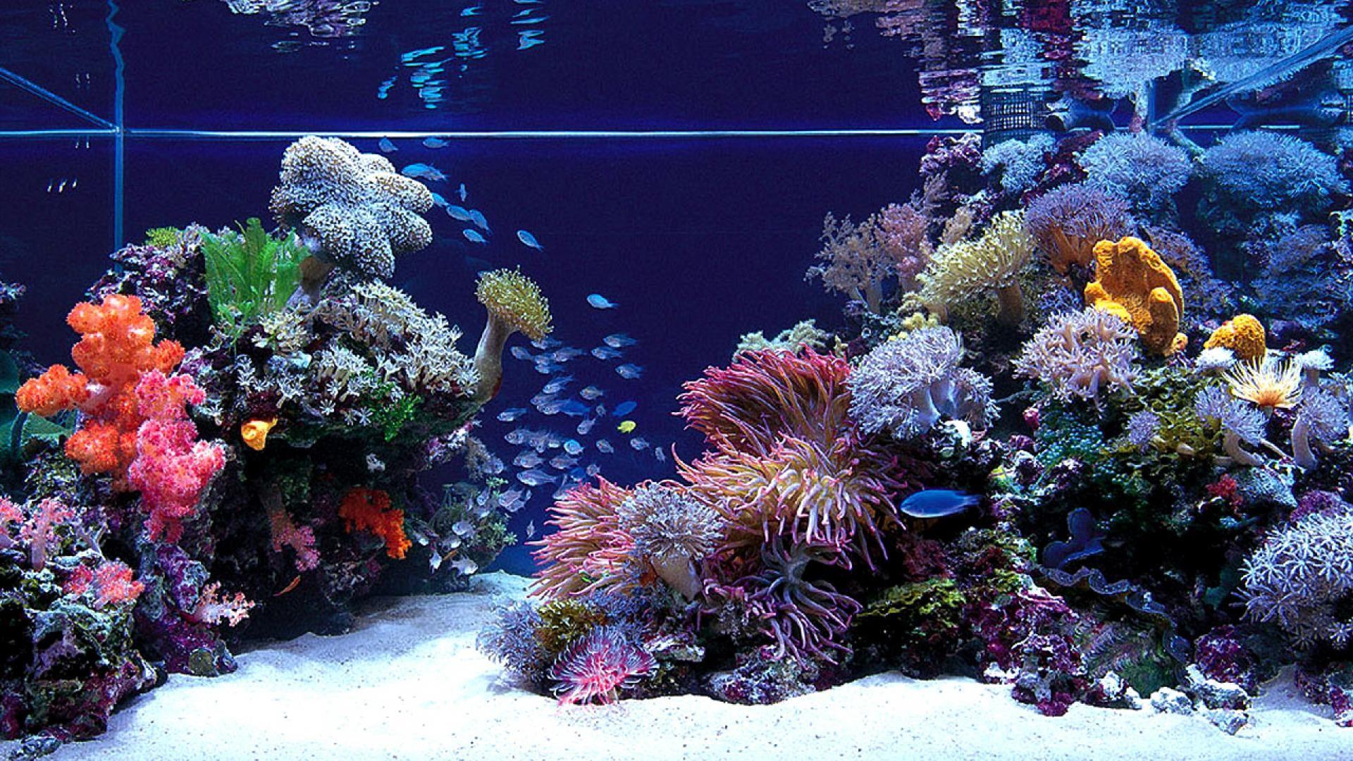 Aquarium Backgrounds For Computer