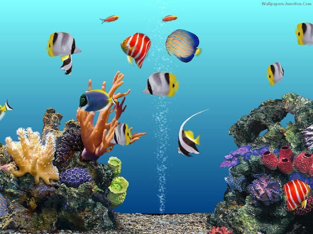 Aquarium Backgrounds For Computer