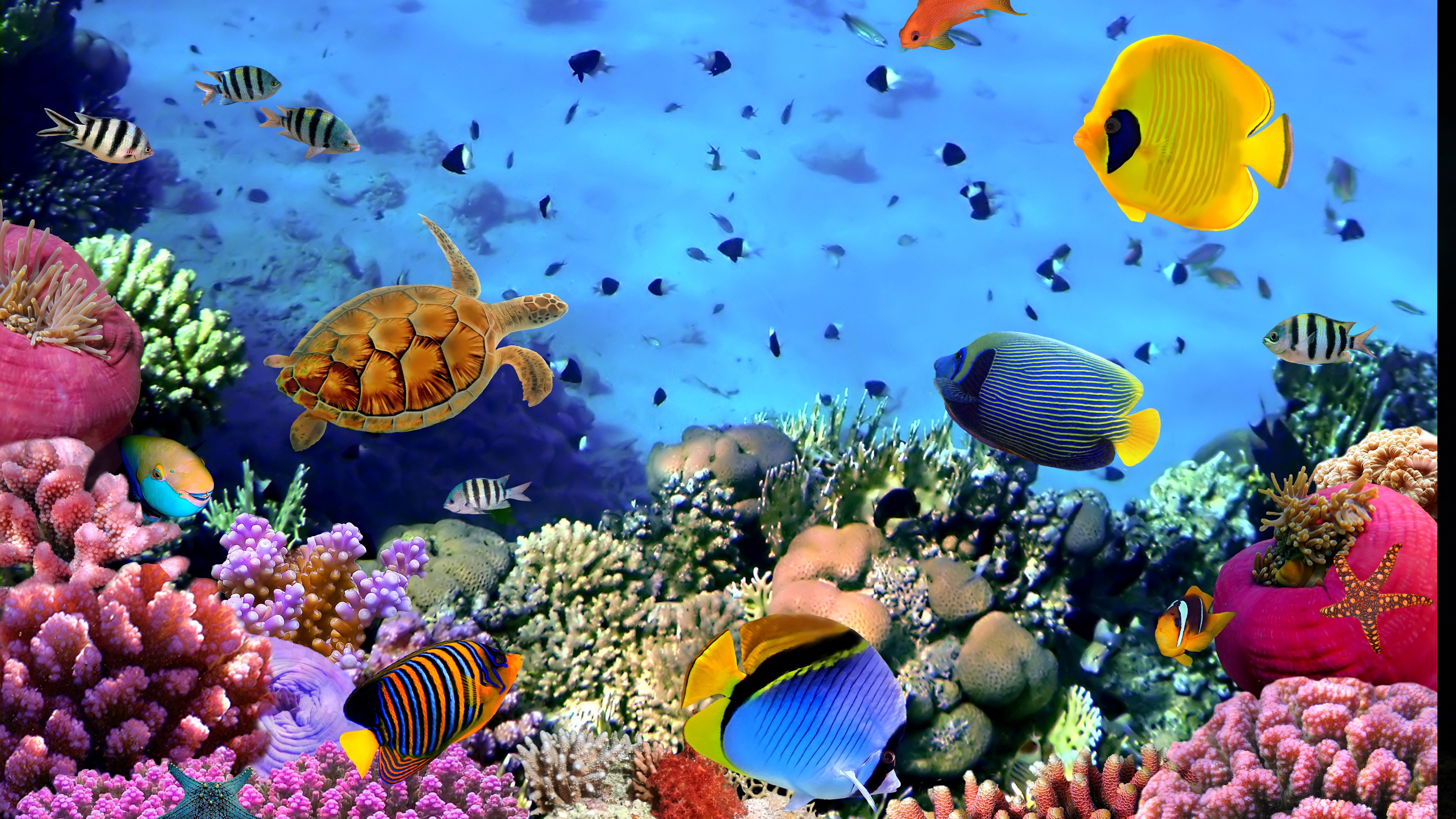 Aquarium Desktop Background