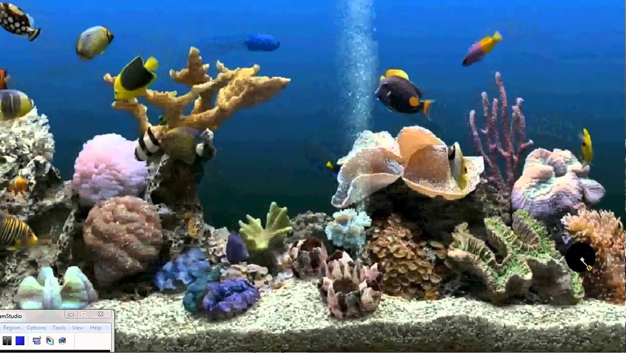 Aquarium Desktop Background