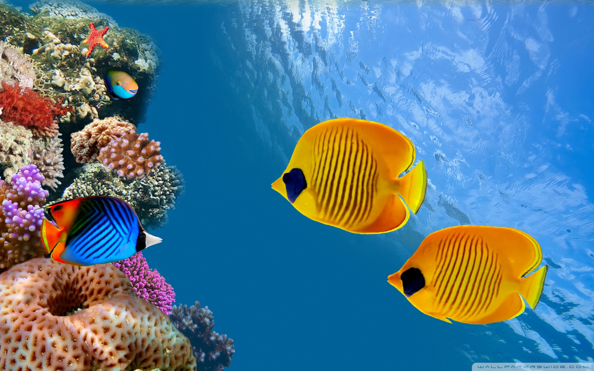 Aquarium Desktop Background