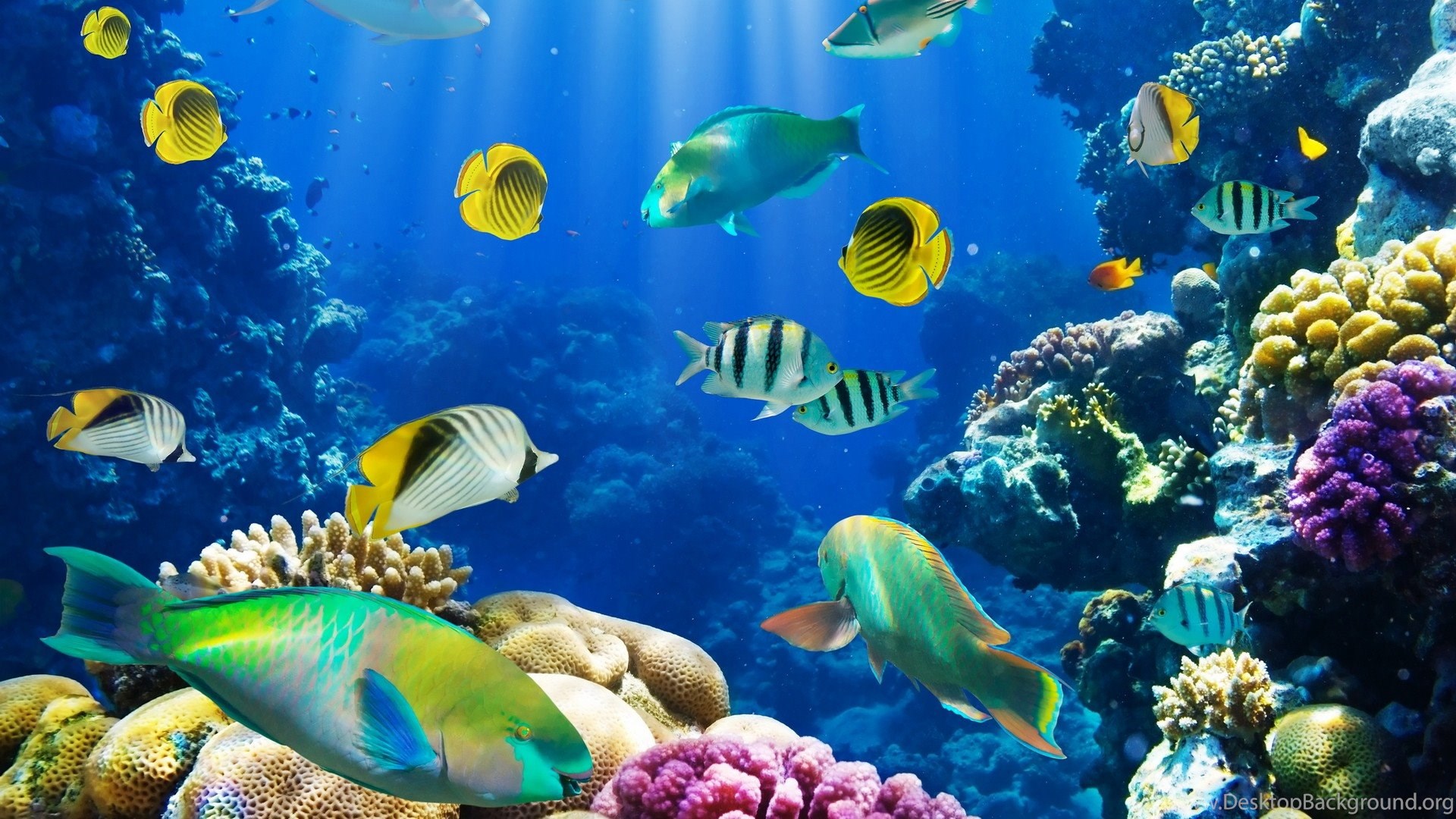 Aquarium Desktop Background