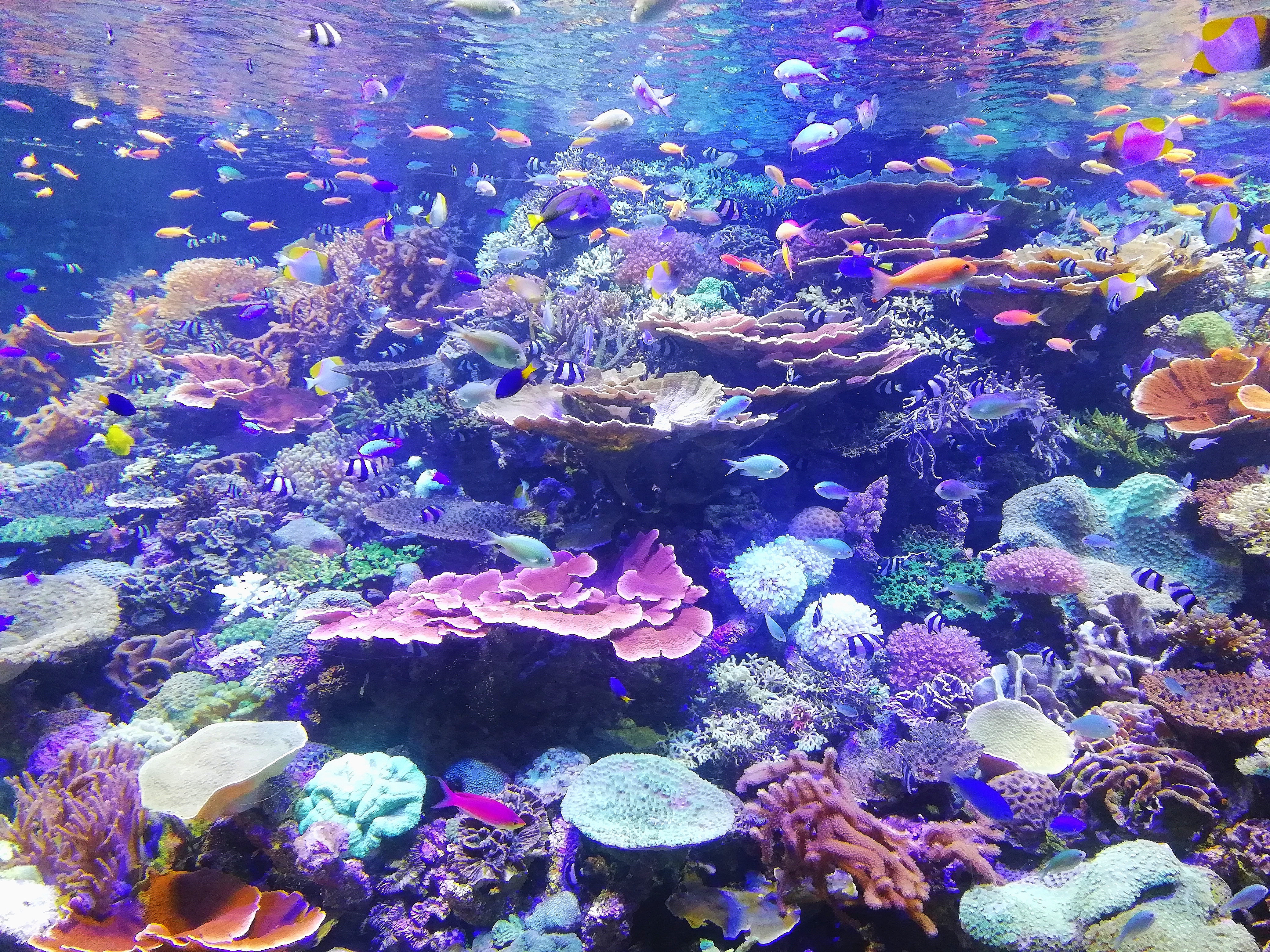 Aquarium Desktop Background