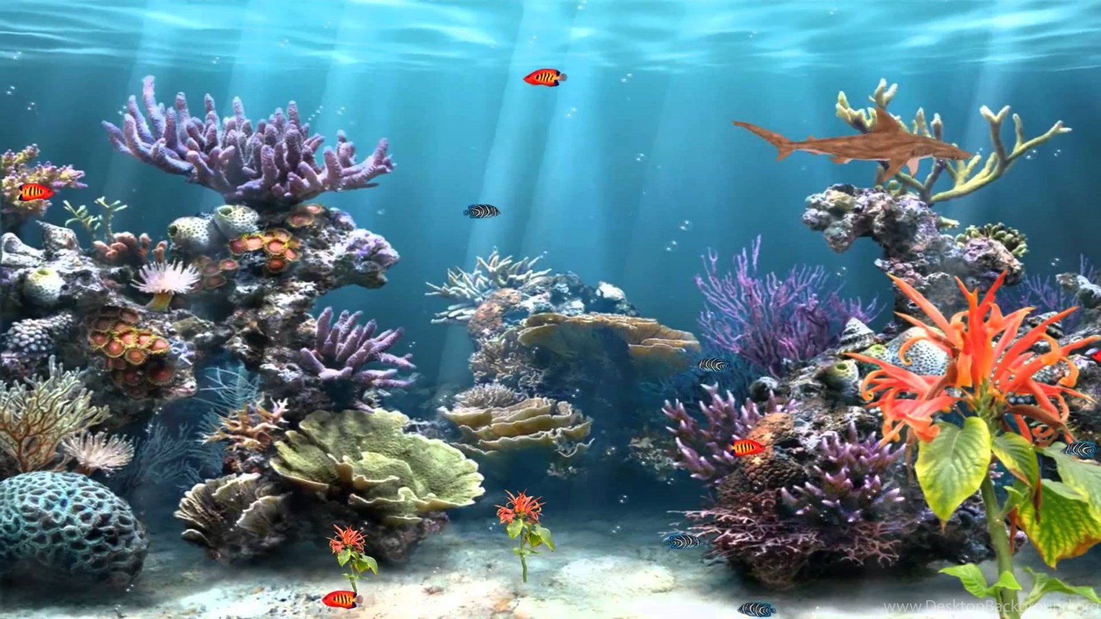 Aquarium Desktop Background