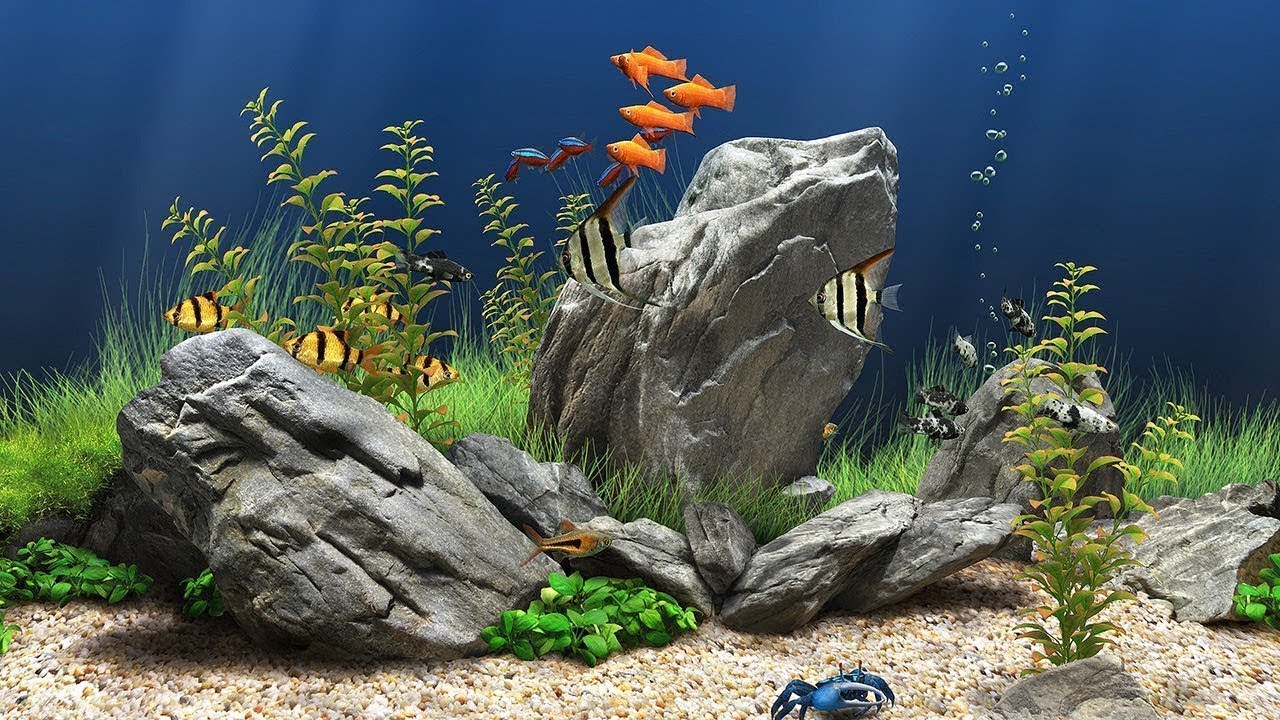 Aquarium Desktop Background