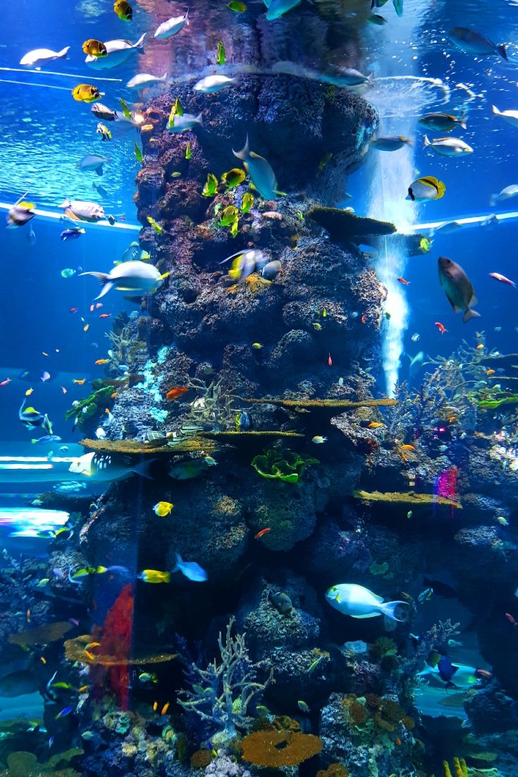 Aquarium Iphone Wallpapers