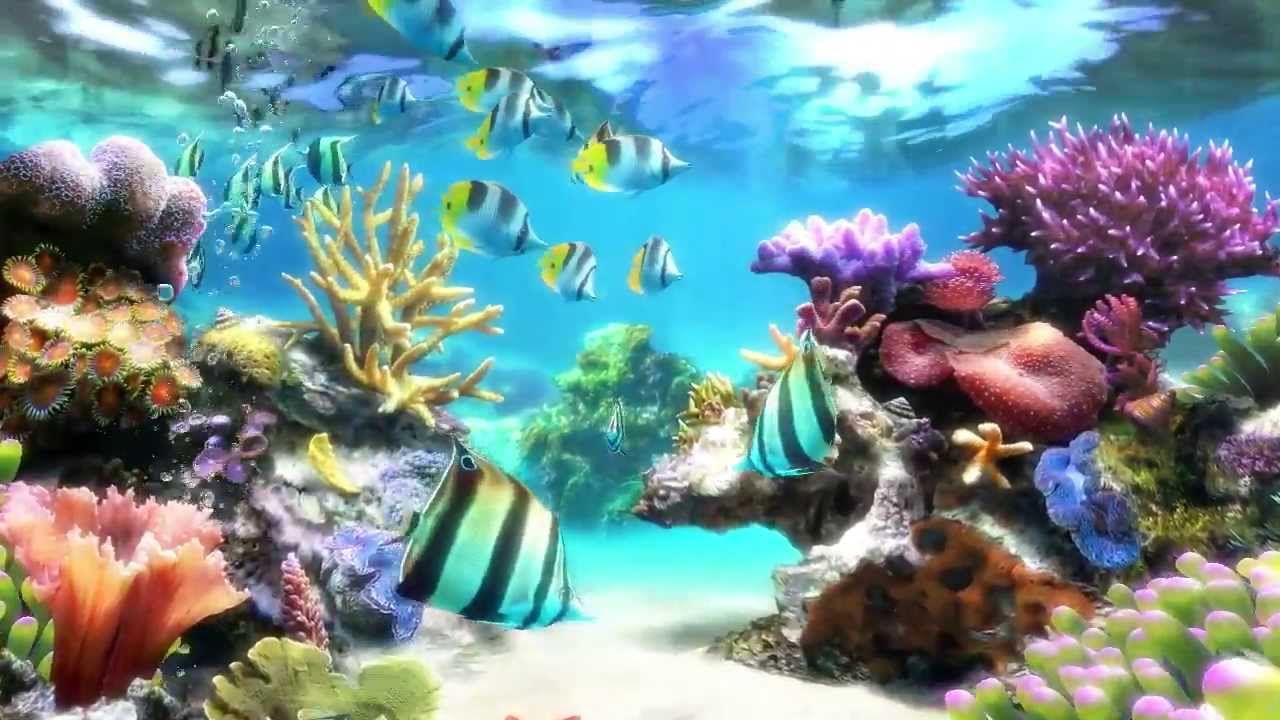 Aquarium Wallpapers