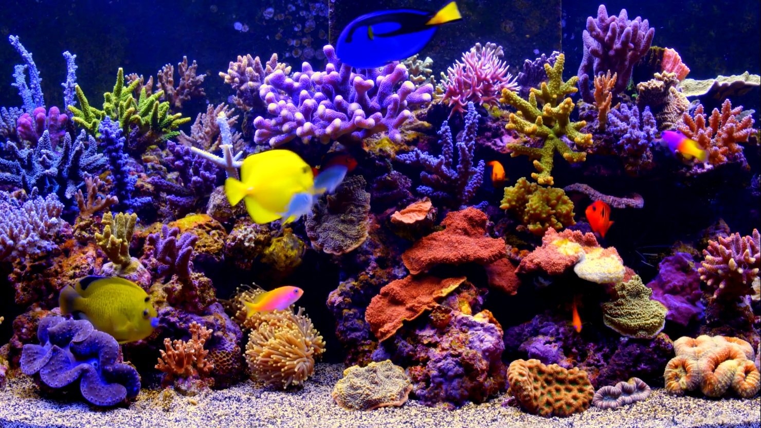 Aquarium Wallpapers