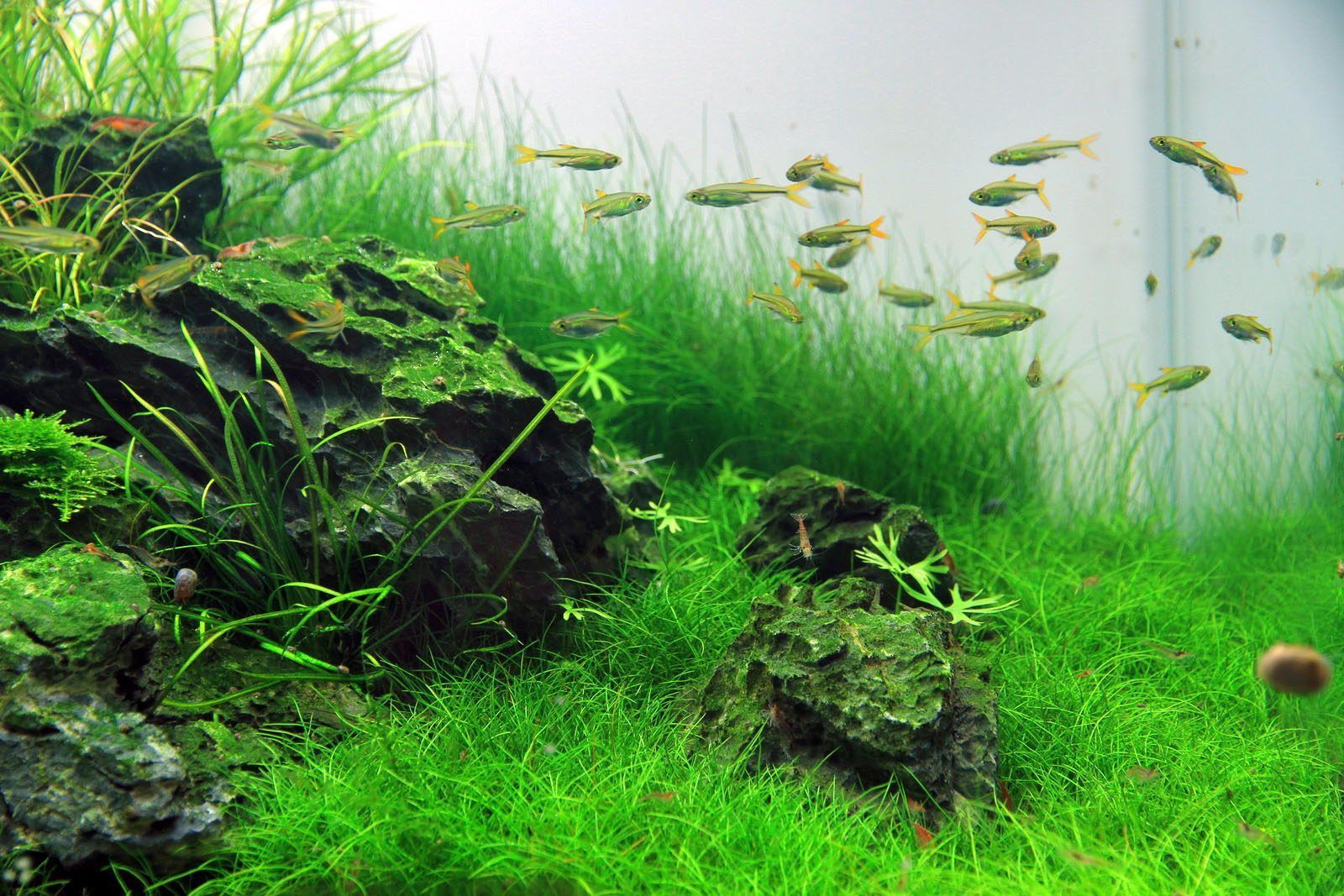 Aquascape Wallpapers