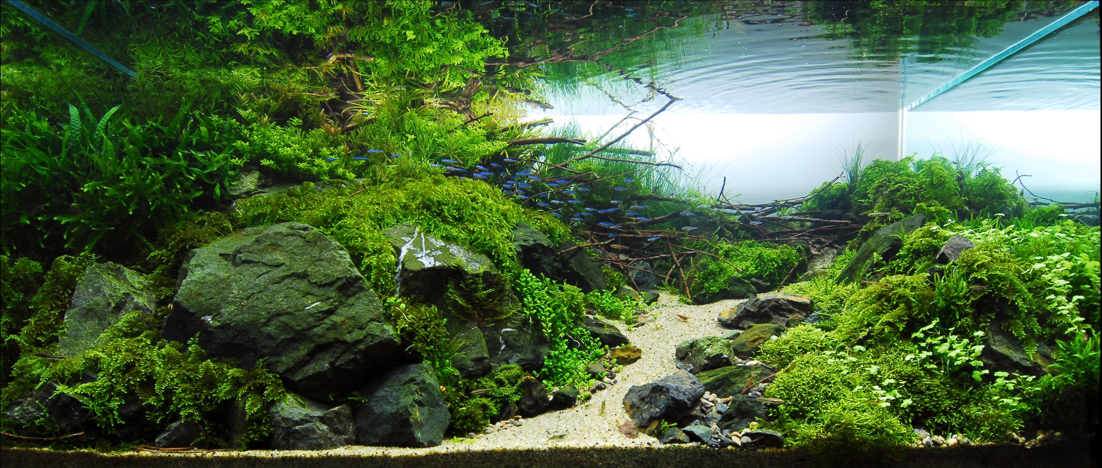 Aquascape Wallpapers