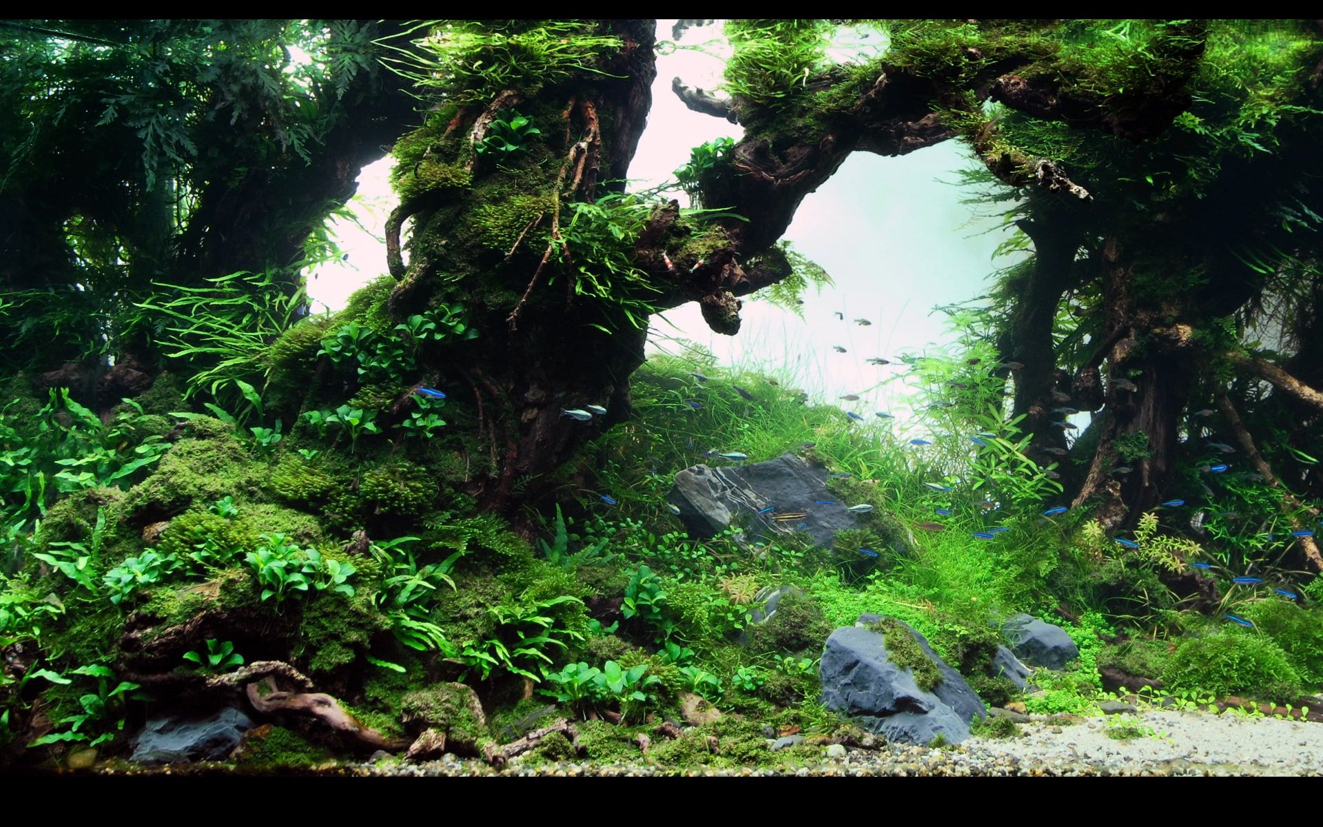 Aquascape Wallpapers