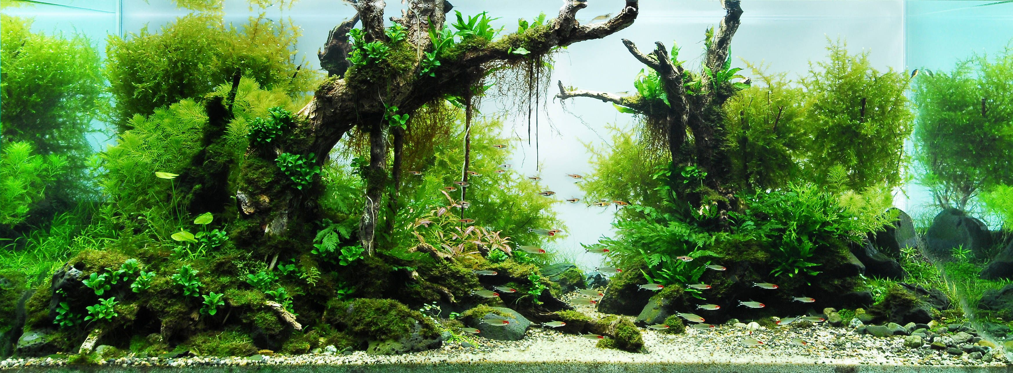 Aquascape Wallpapers