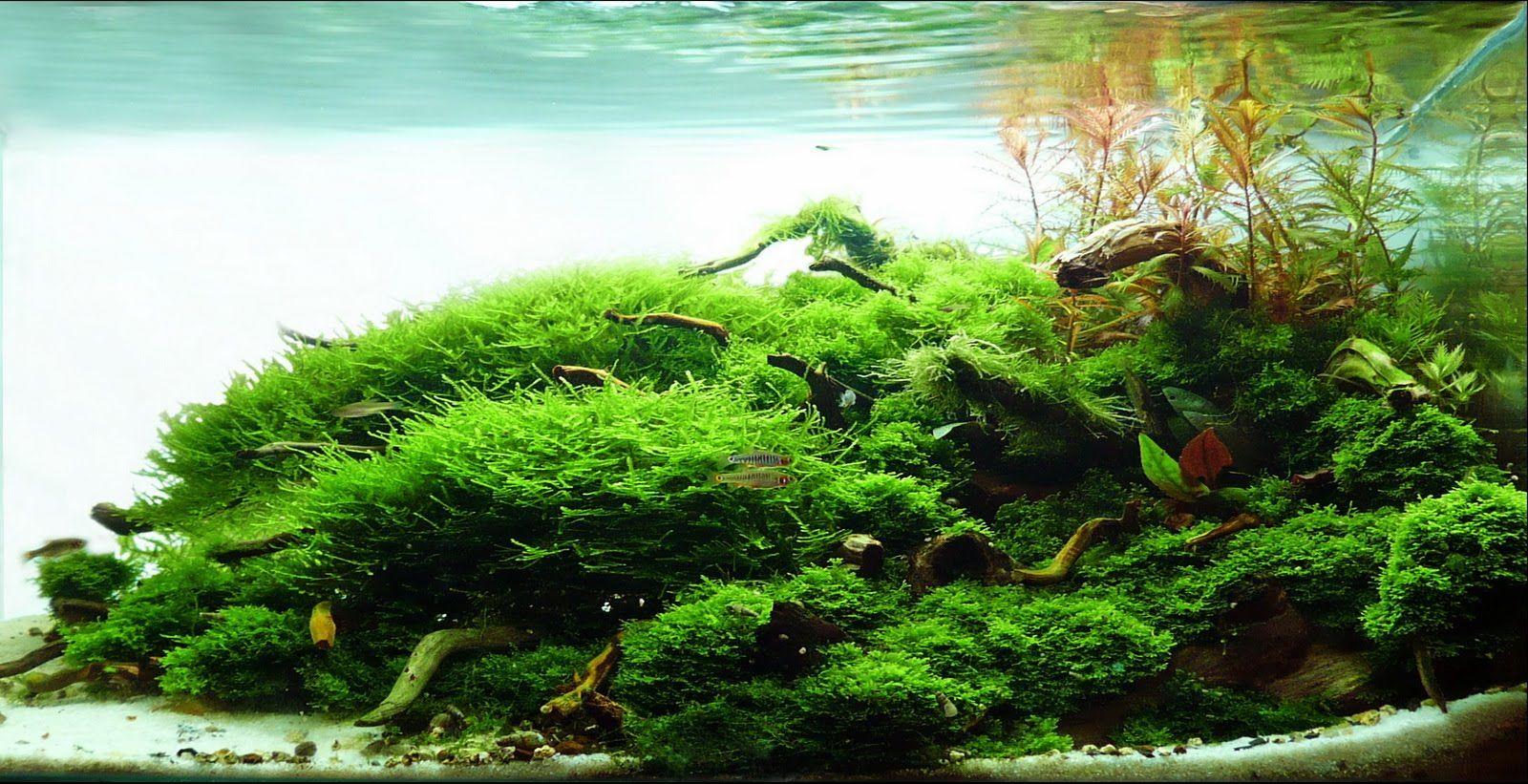 Aquascape Wallpapers