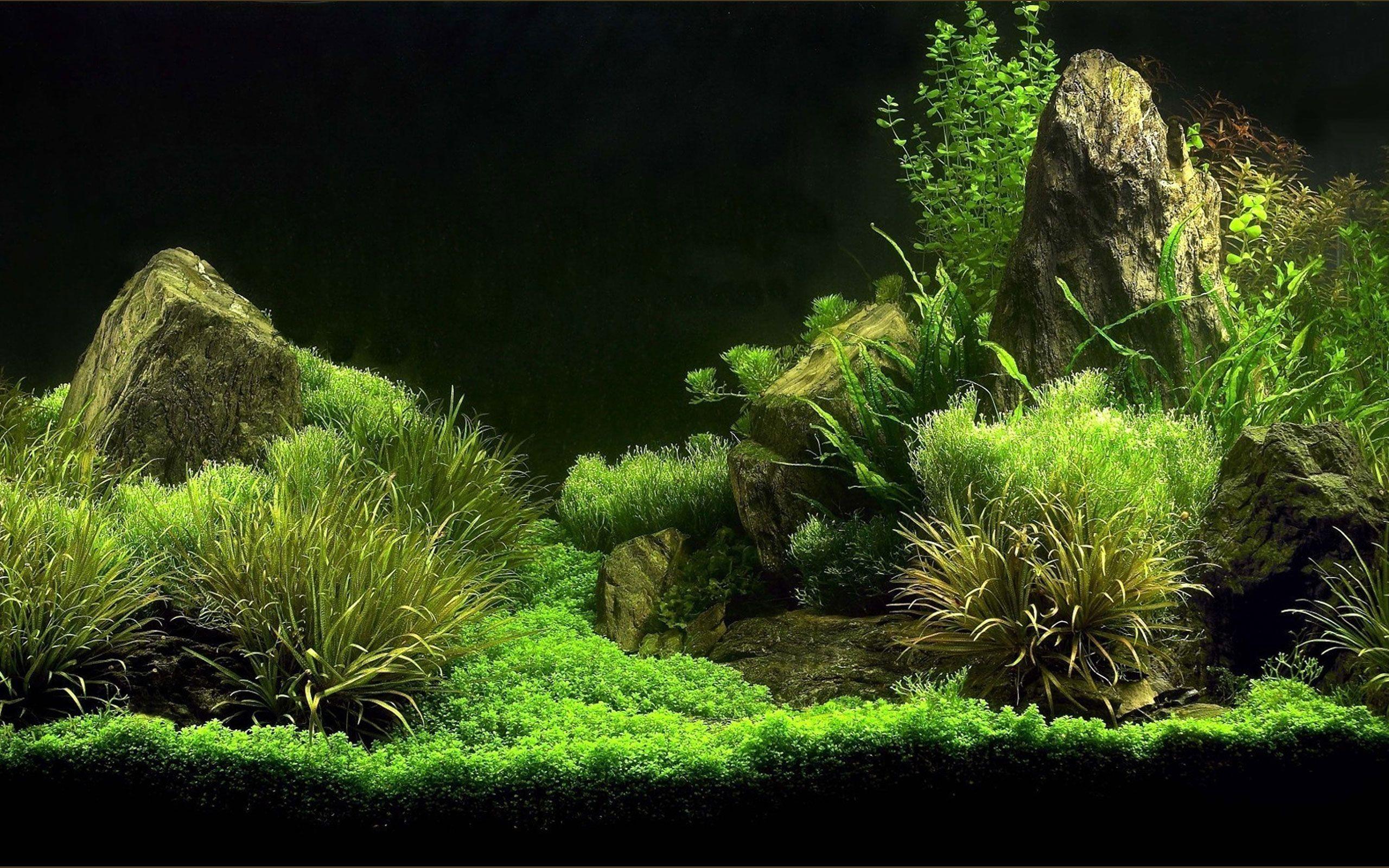 Aquascape Wallpapers