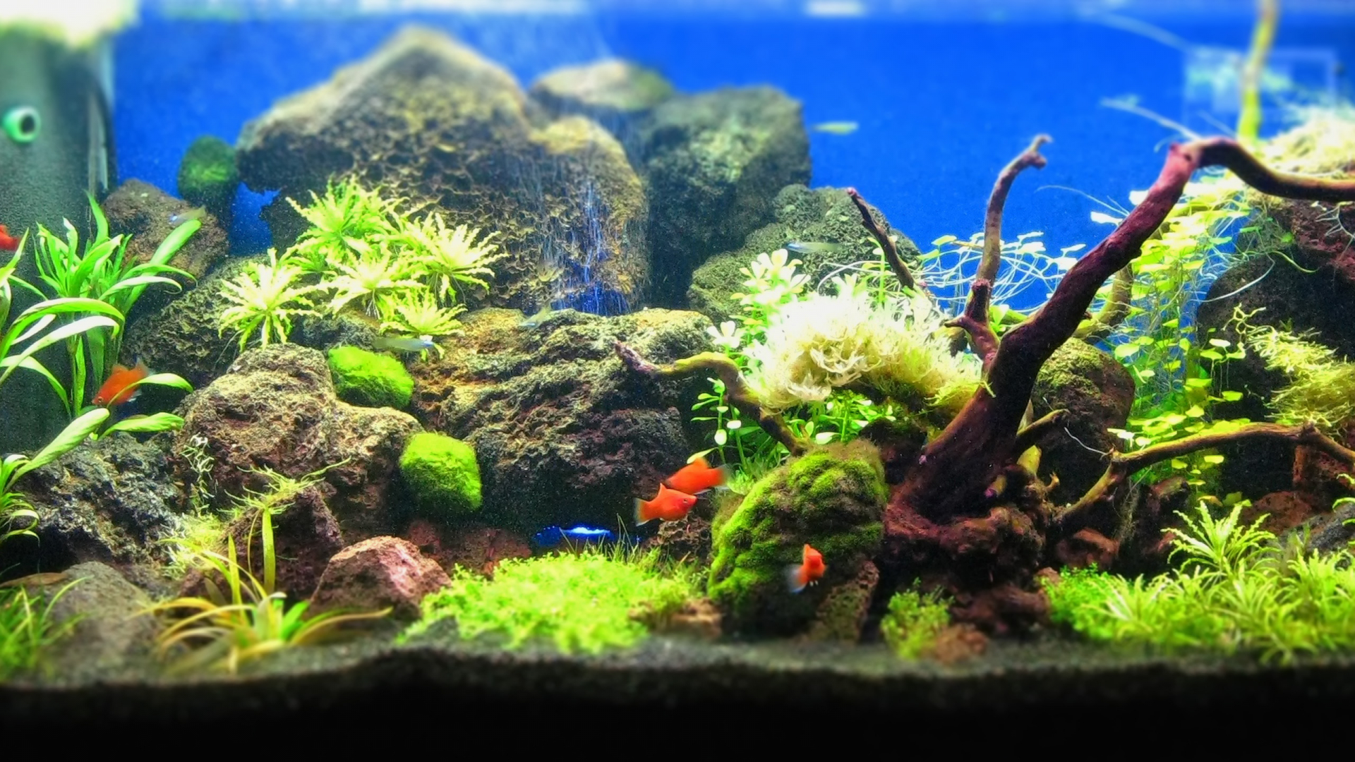 Aquascape Wallpapers