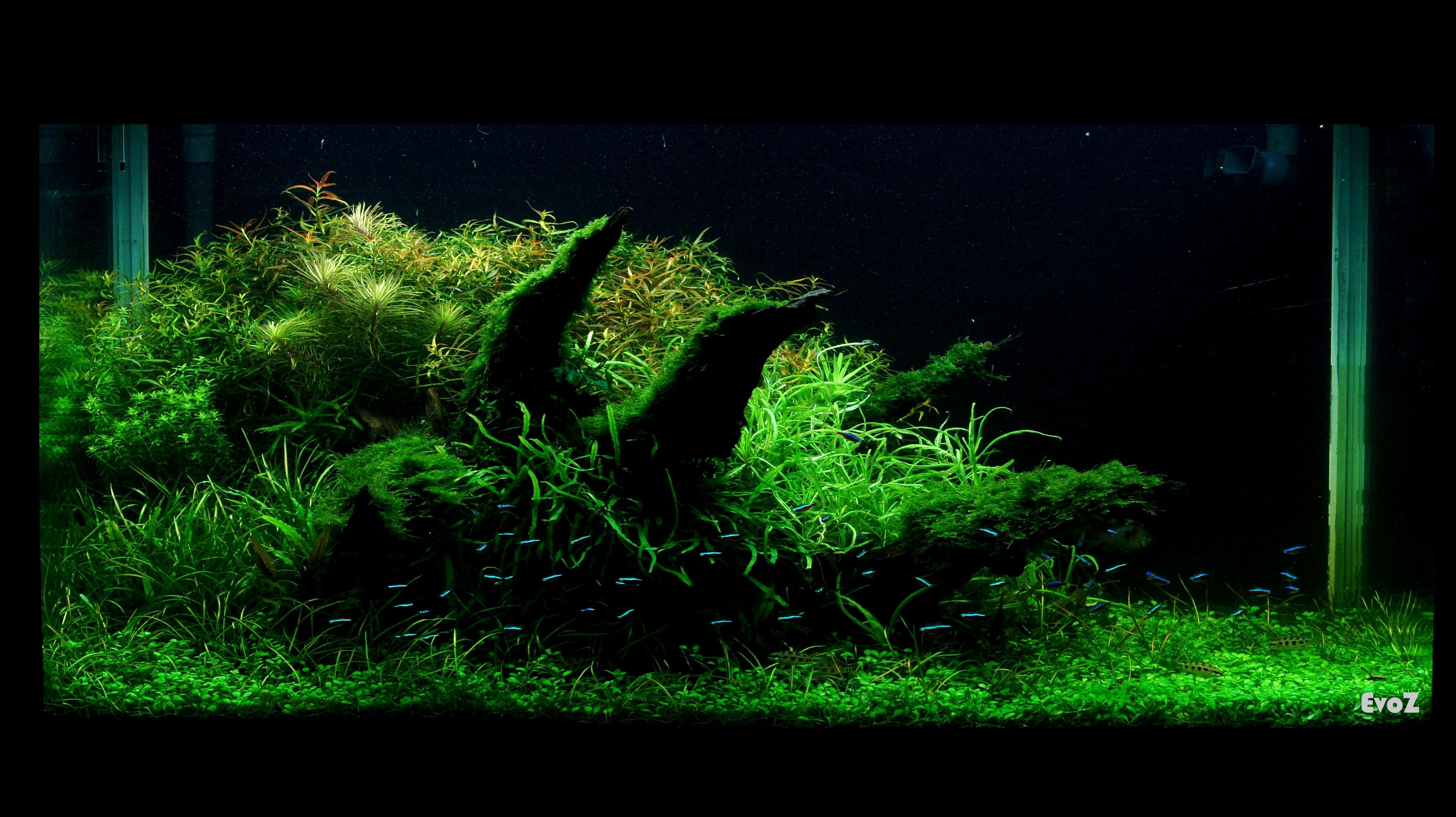 Aquascape Wallpapers