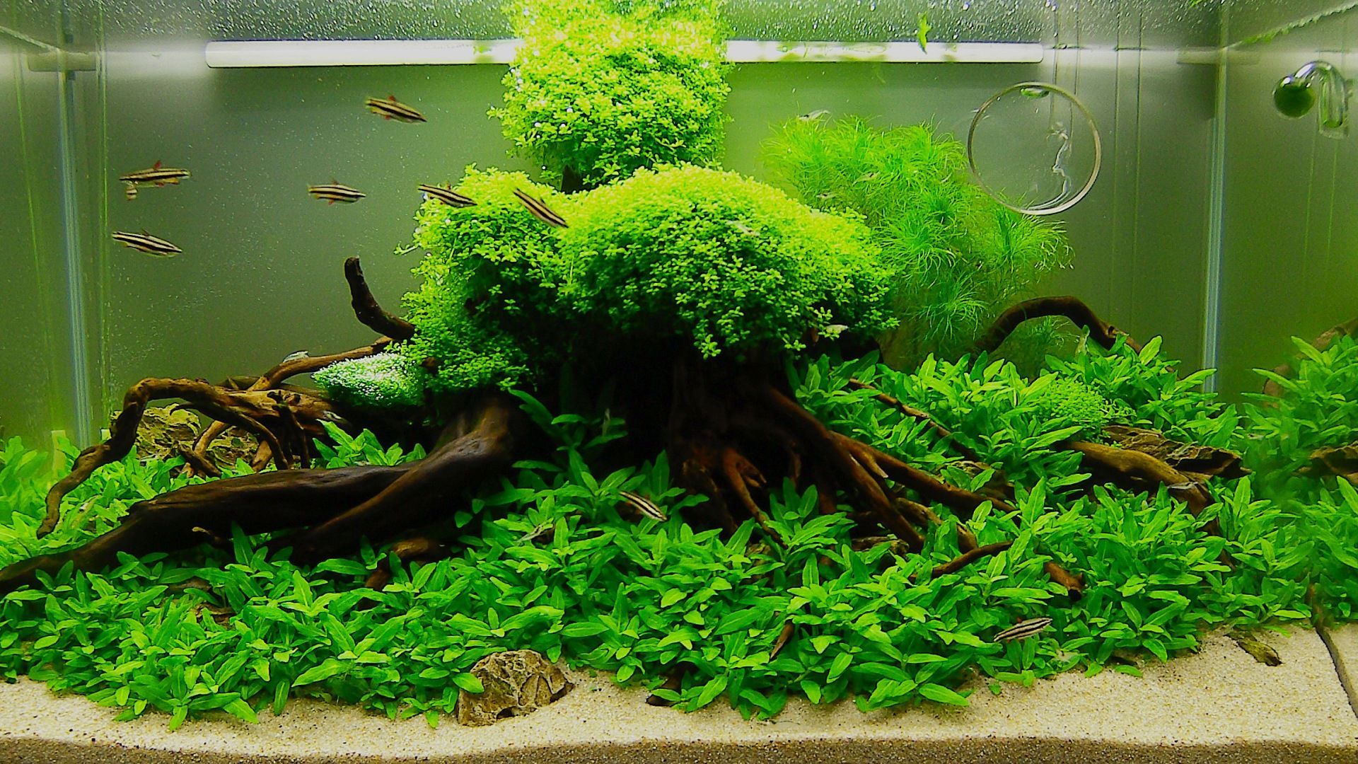 Aquascape Wallpapers