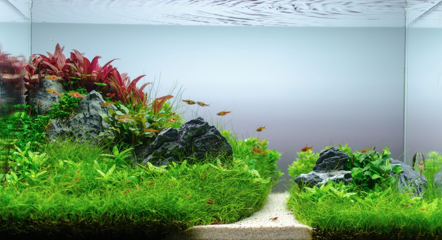 Aquascape Wallpapers