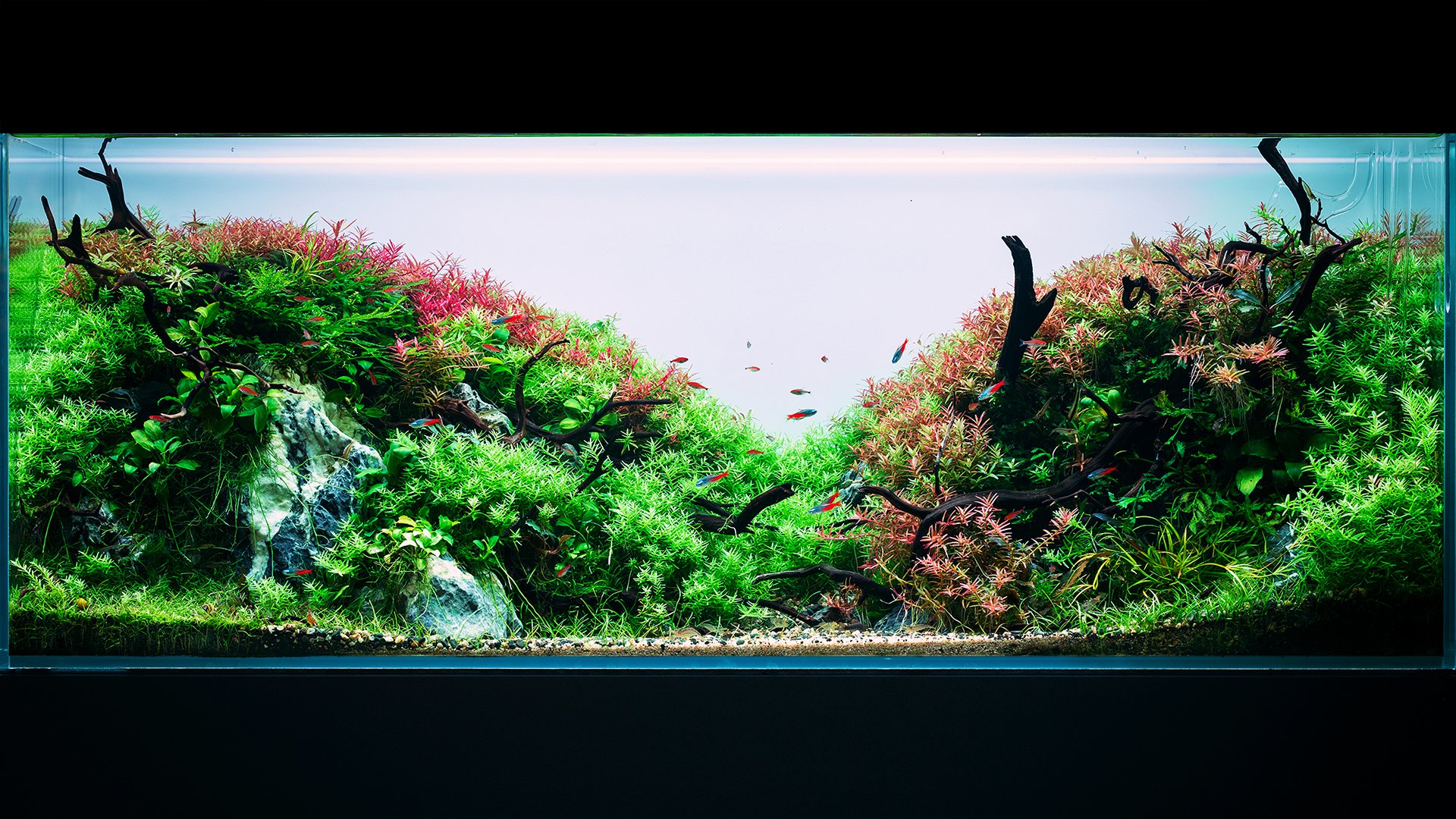 Aquascape Wallpapers