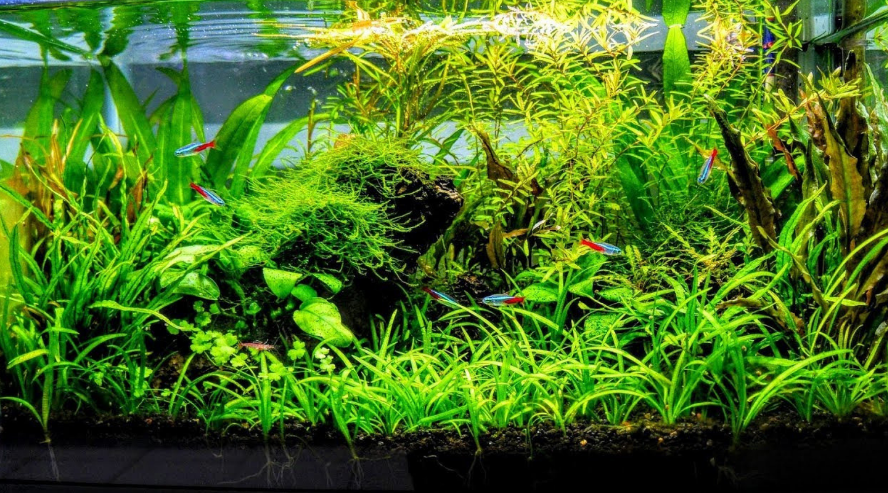 Aquascape Wallpapers