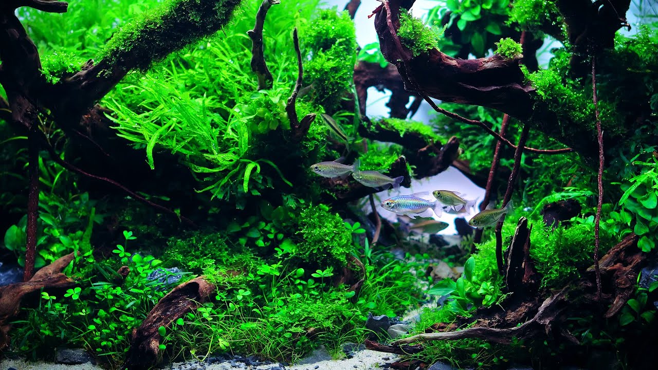 Aquascape Wallpapers