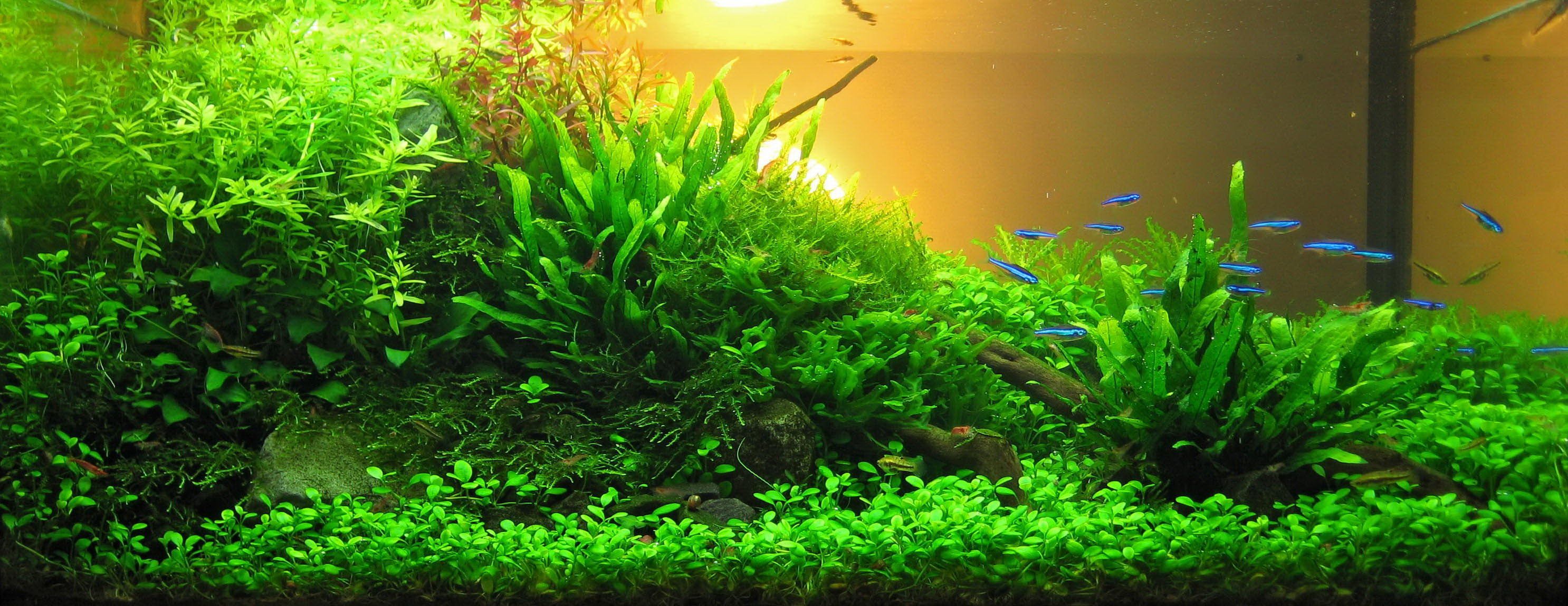 Aquascape Wallpapers