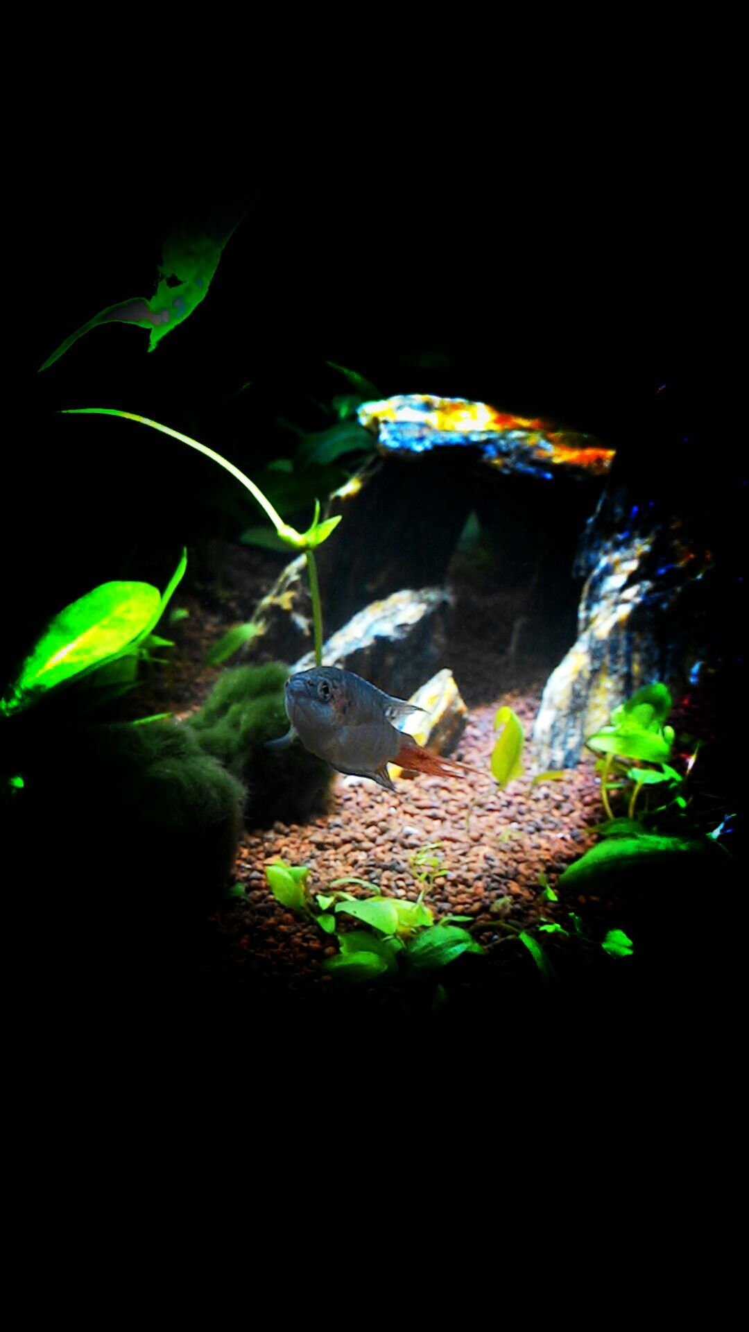 Aquascape Wallpapers