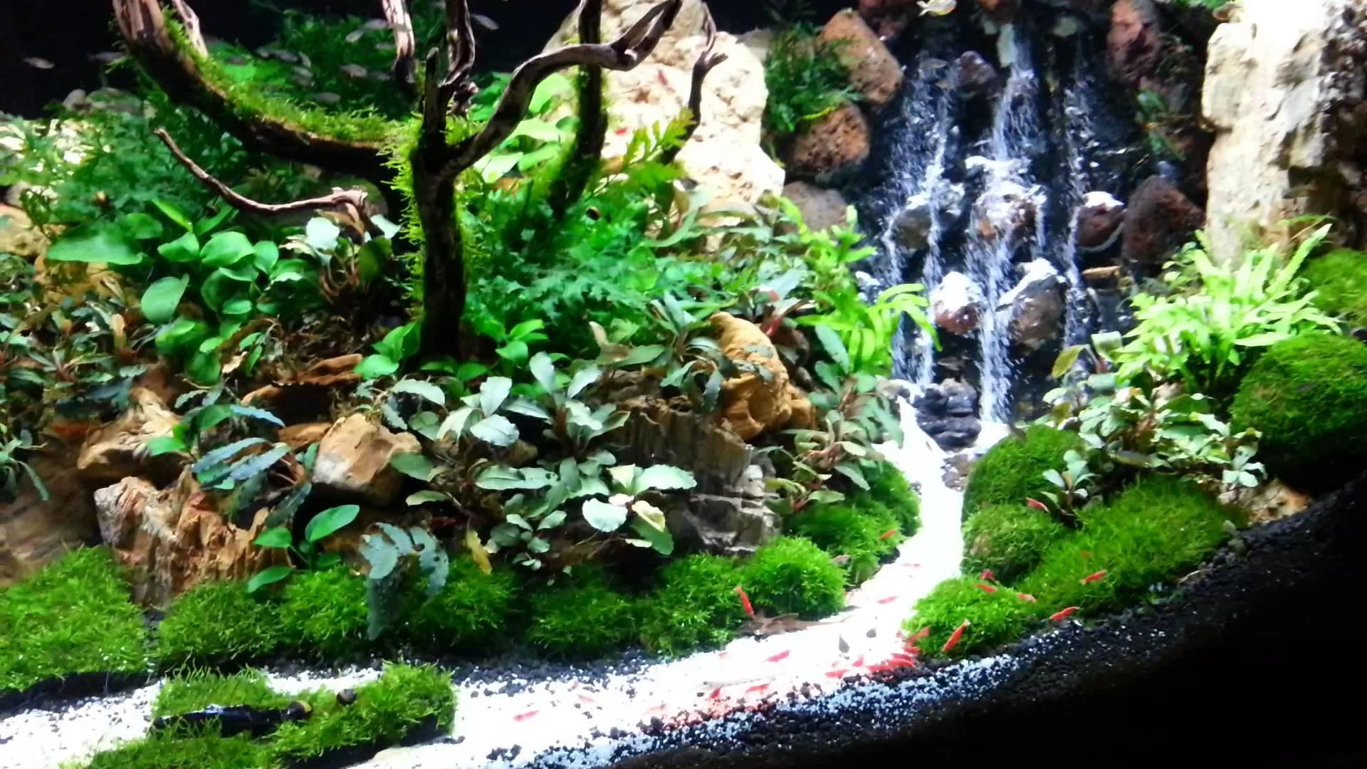 Aquascape Wallpapers