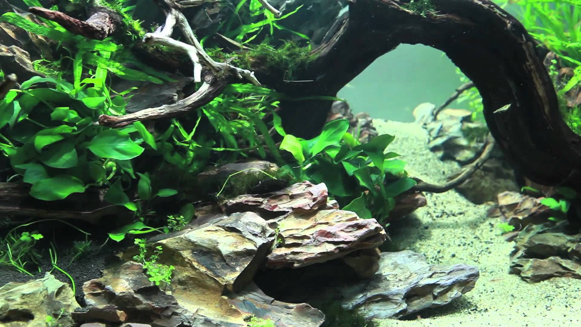 Aquascape Wallpapers