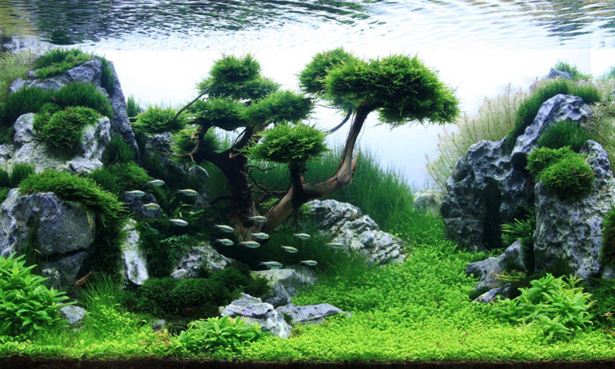 Aquascape Wallpapers