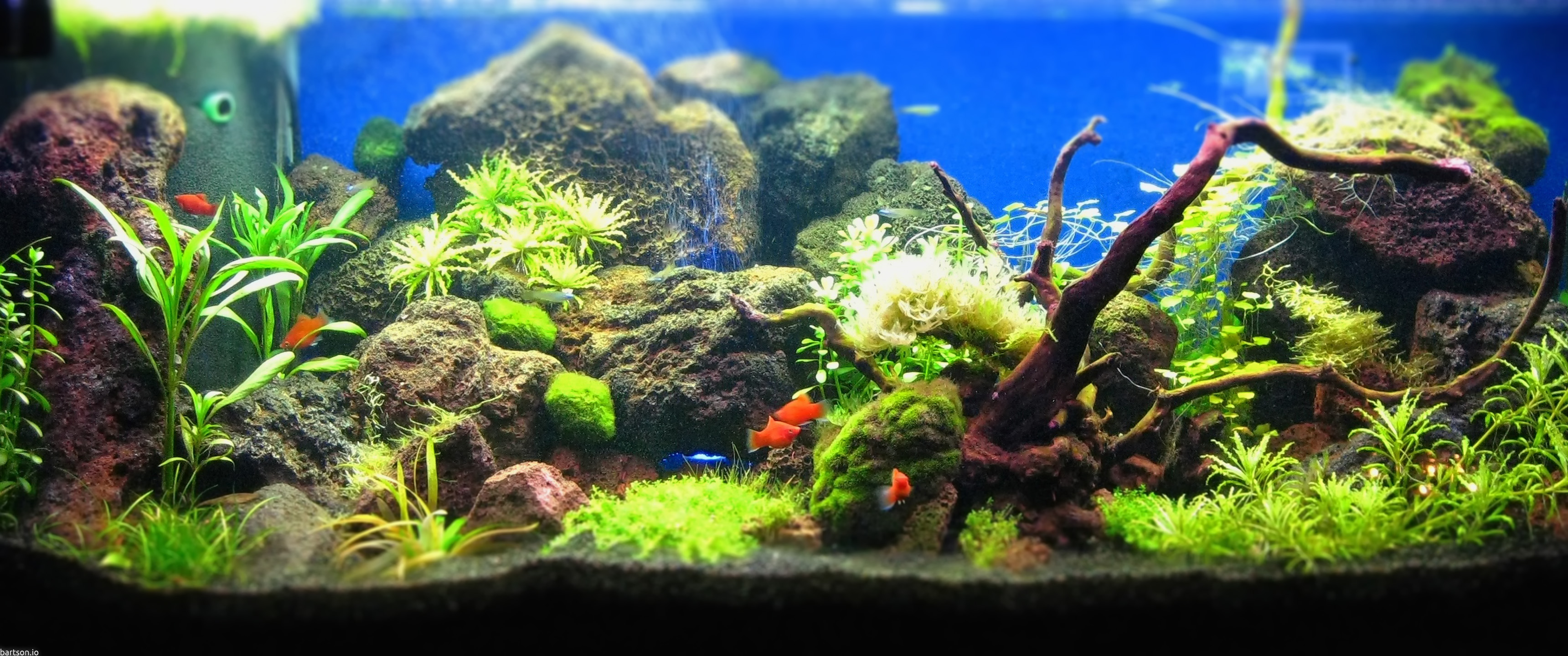 Aquascape Wallpapers