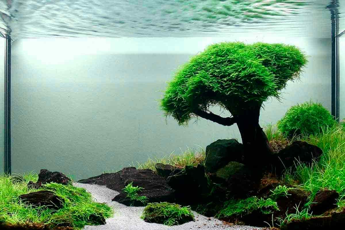 Aquascape Wallpapers