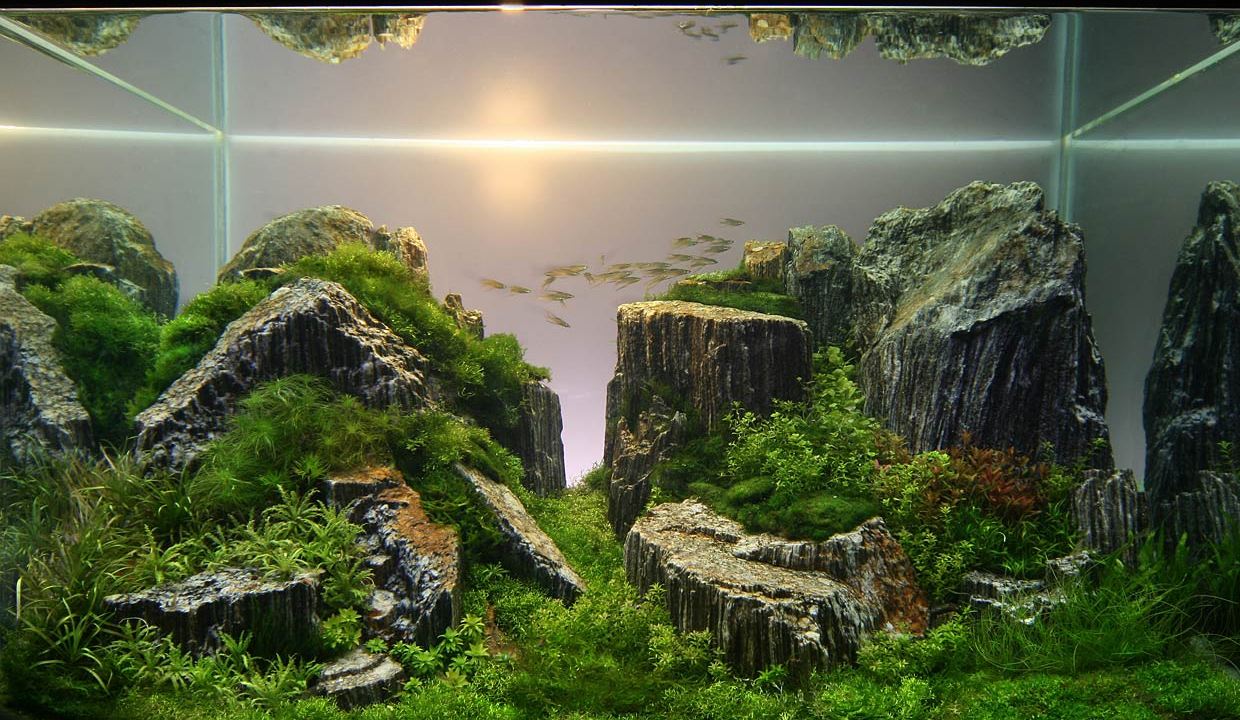 Aquascape Wallpapers