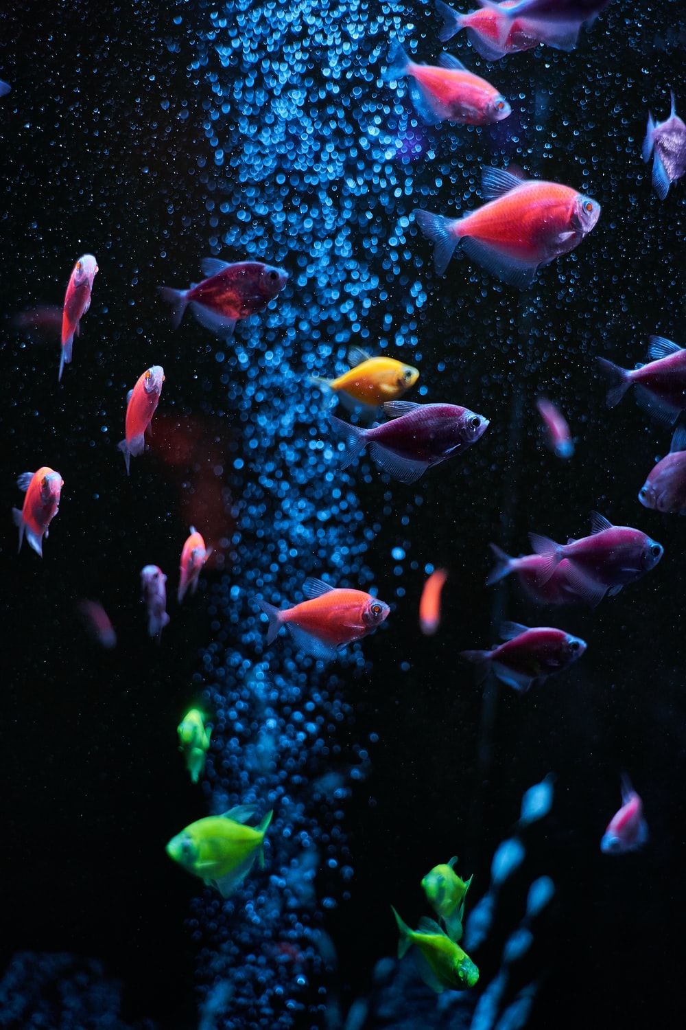 Aquatic Wallpapers