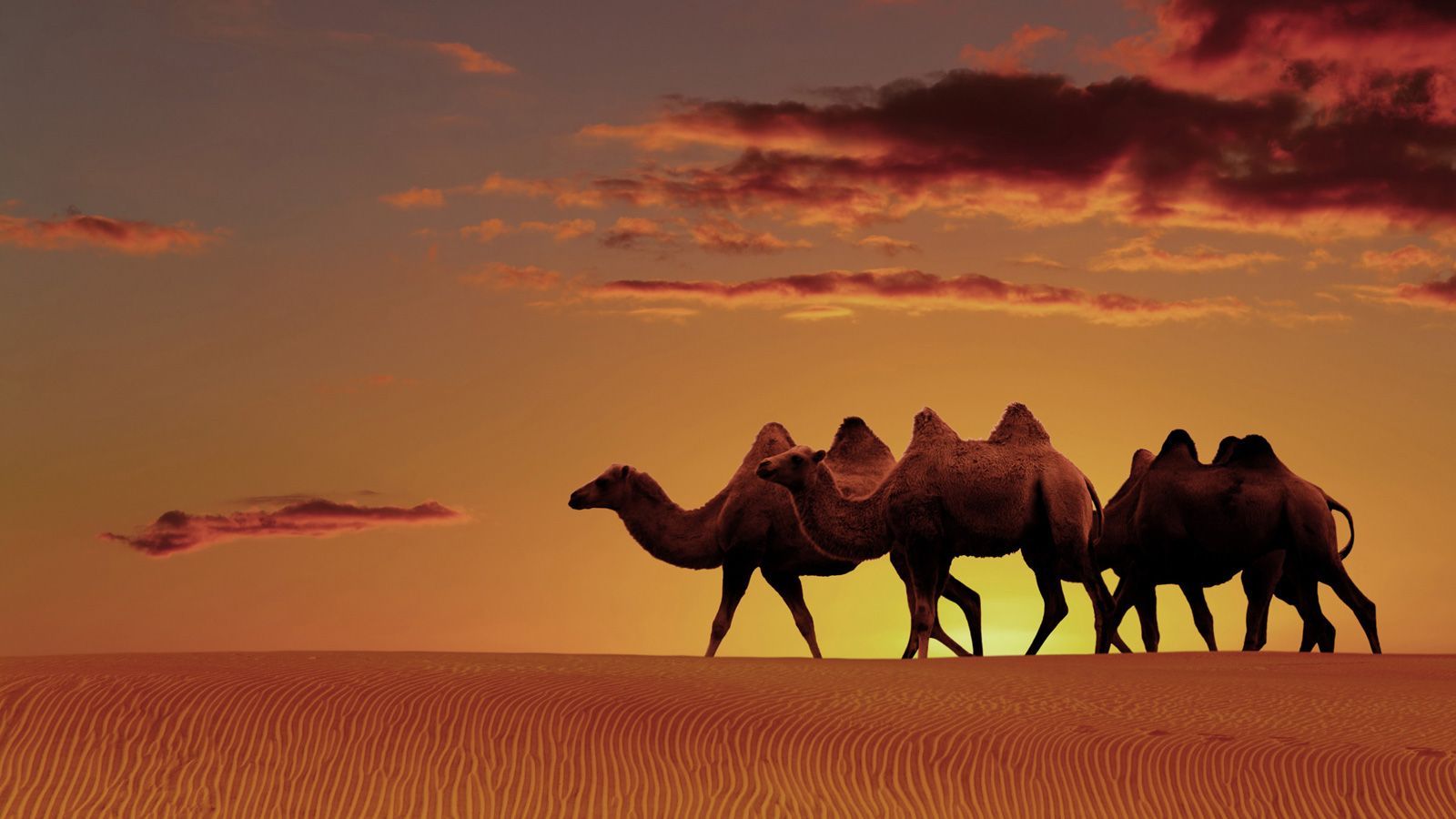 Arabian Desert Pictures Wallpapers